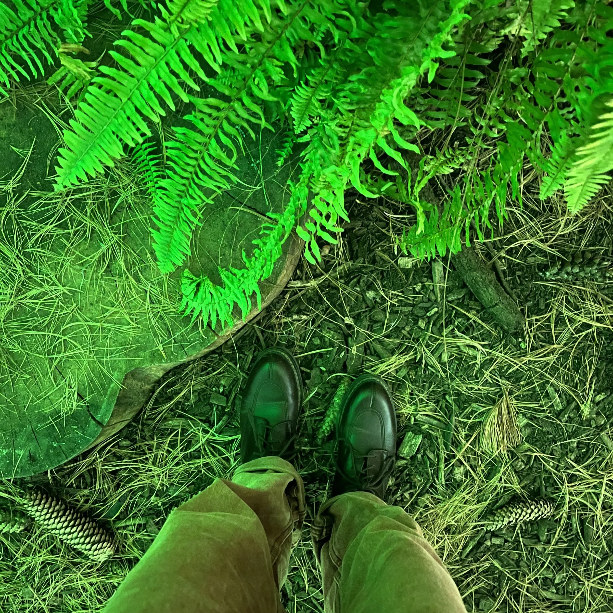 IMG_2031.jpeg