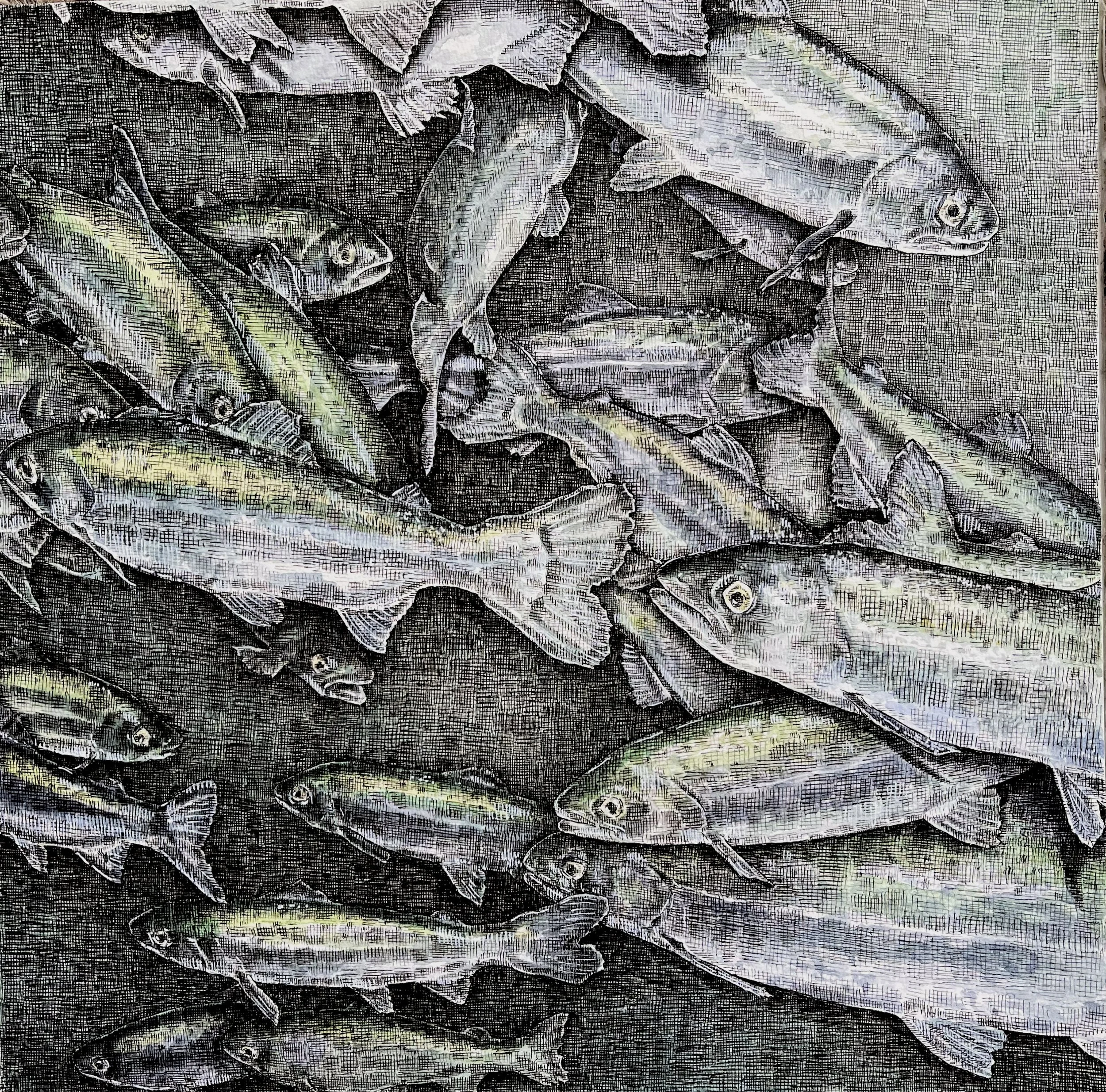Chinook Salmon. Pen and watercolor on paper. 12” x 12”. 2022. 