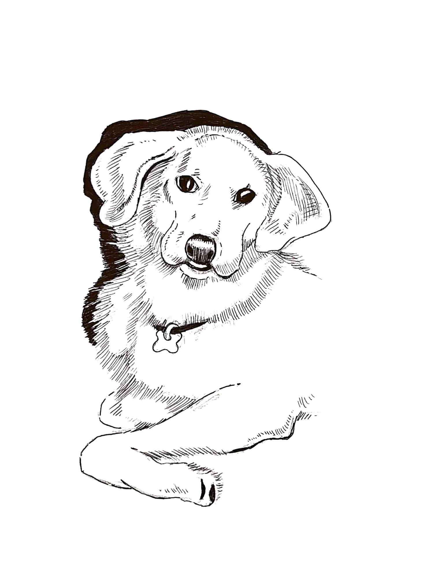 Black and white sketch of a puppy with floppy ears, friendly expression, and a collar with a bone-shaped tag.