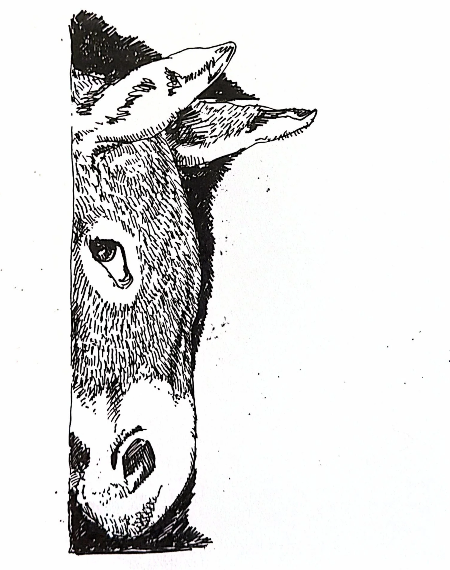 Black and white sketch of a donkey side profile.