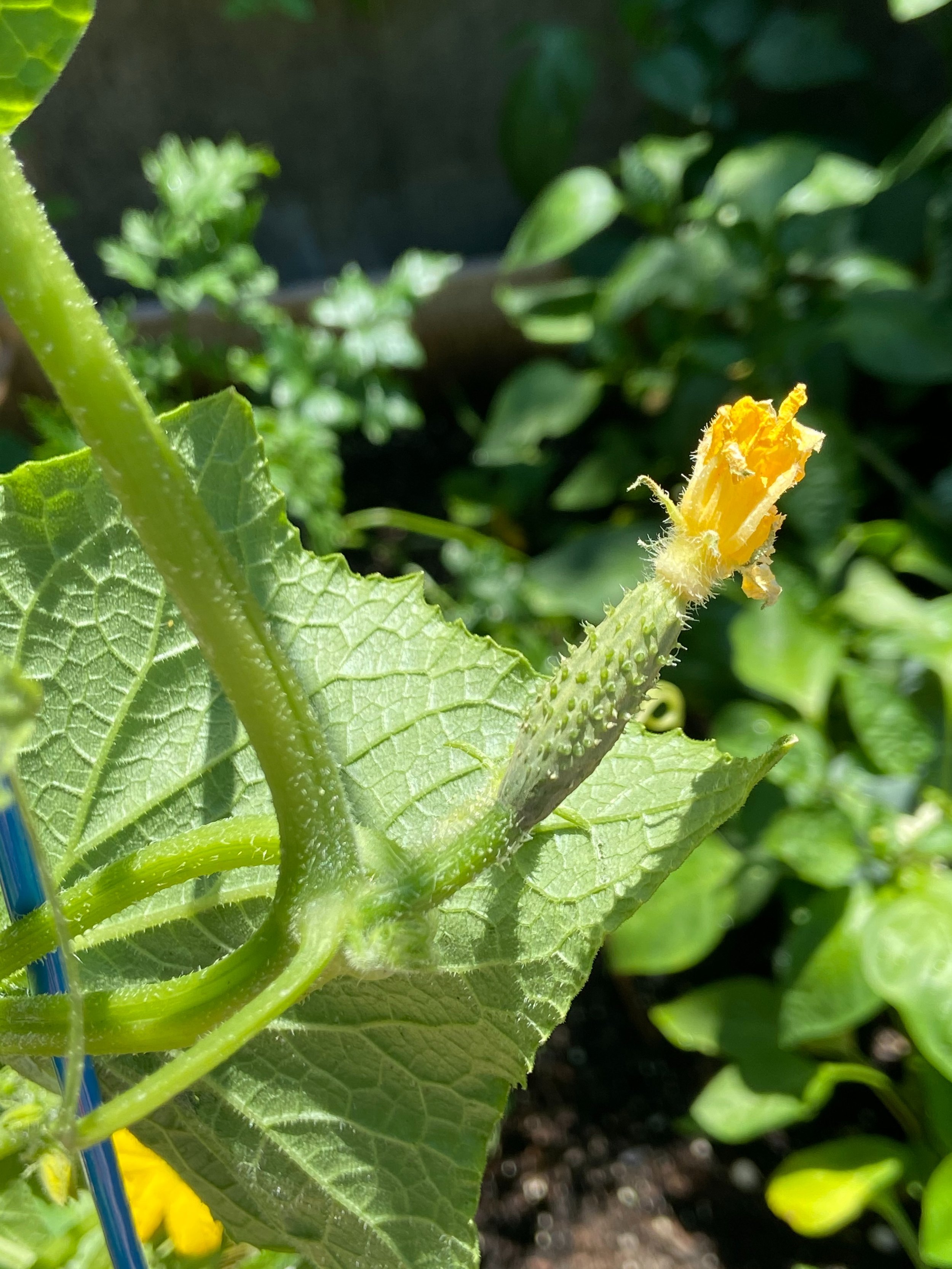 Cultivating the Future