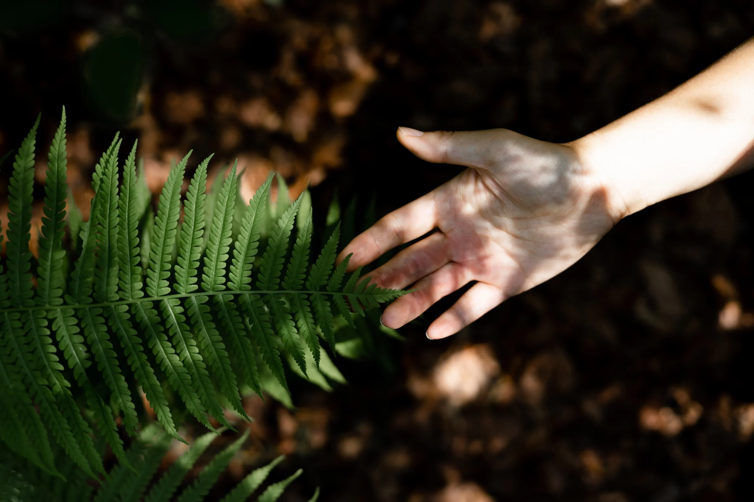 A person's hand reaching toward green fern leaves in soil.