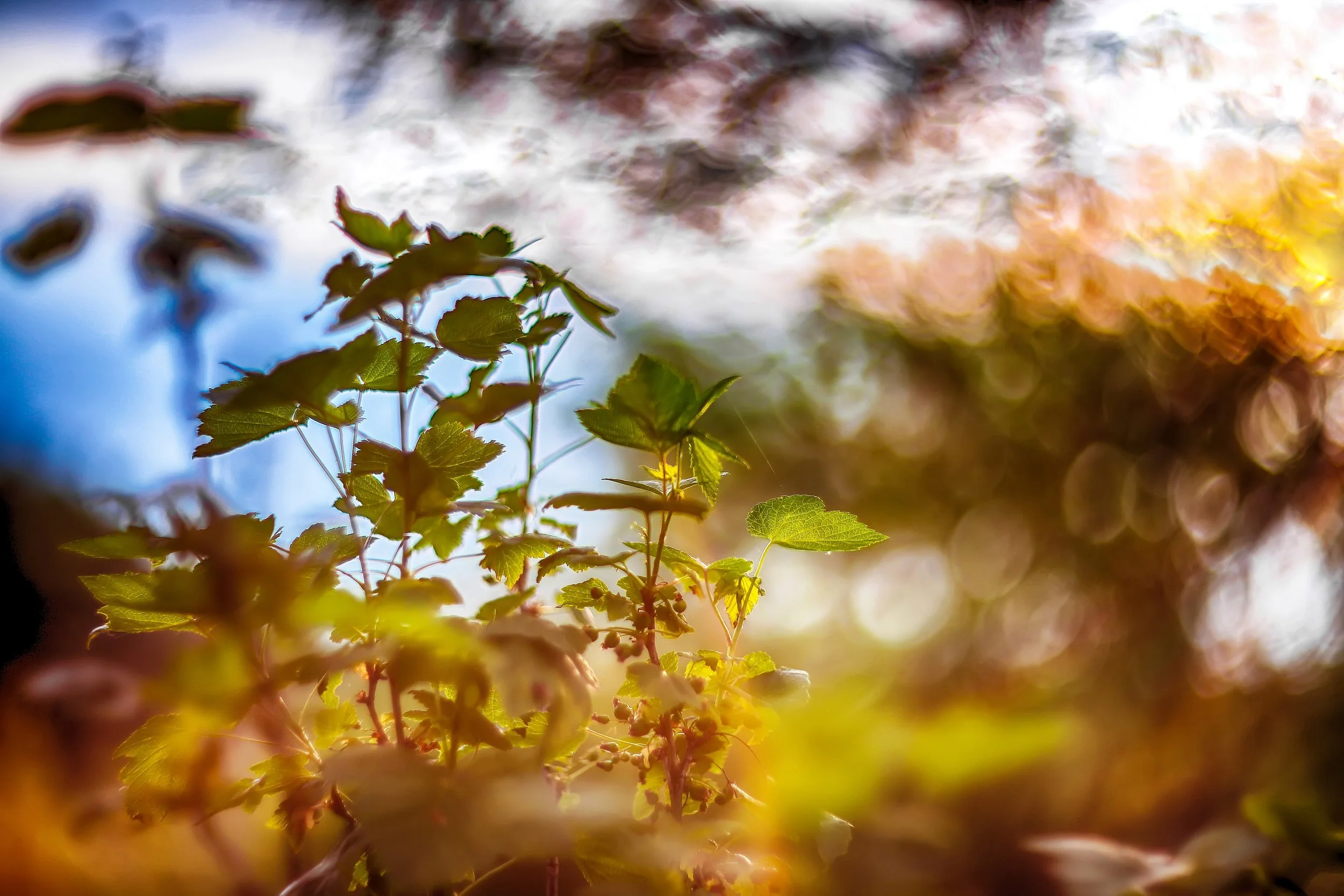 Close-up of green leaves on a plant with a blurred sky and clouds in the background.