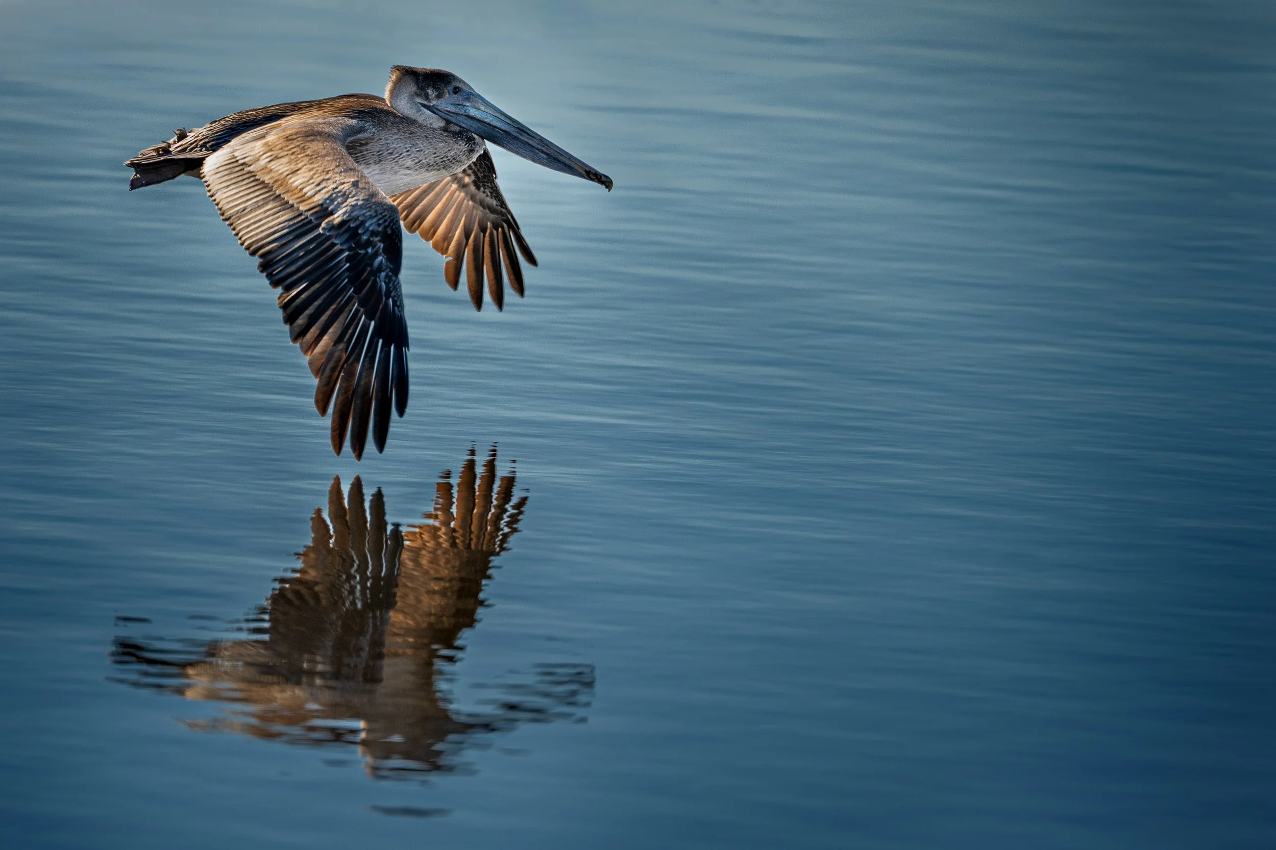 Silent Glide.jpg