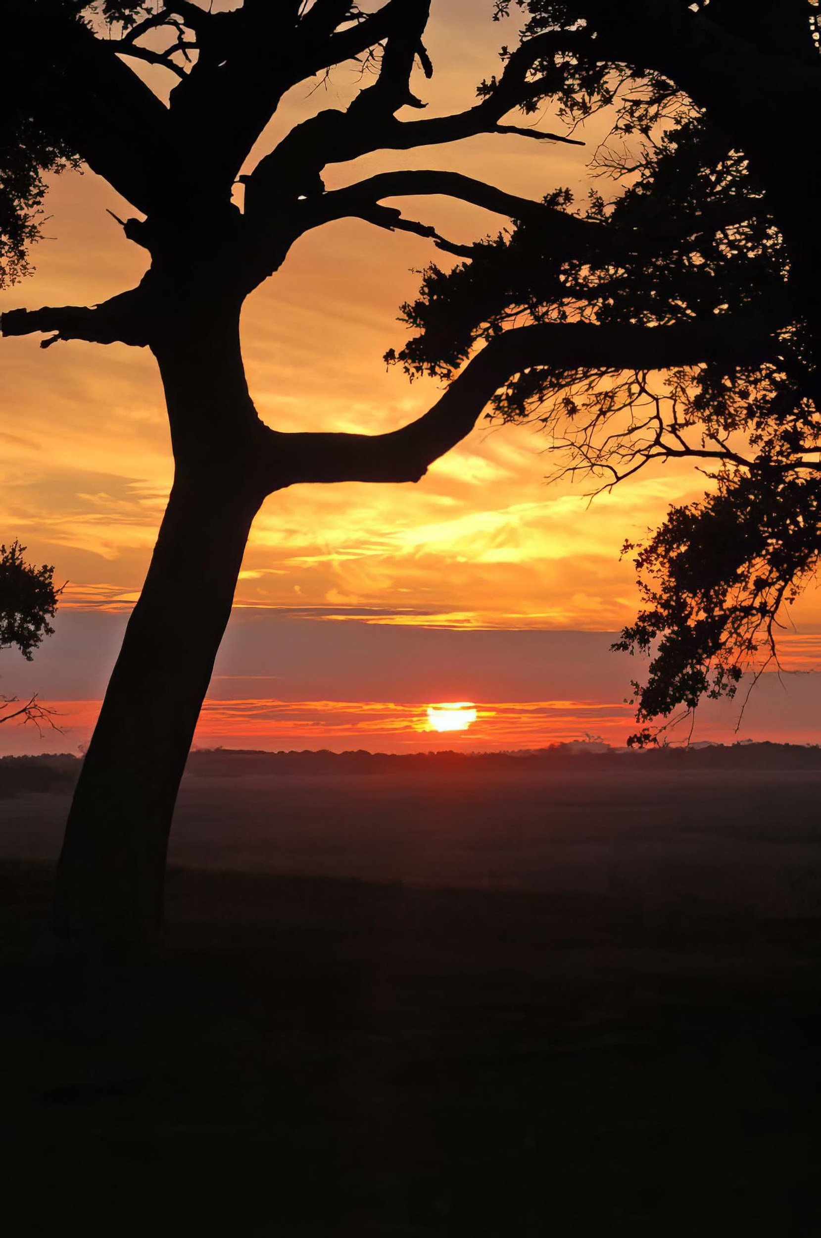 Rooted in the Light.jpg