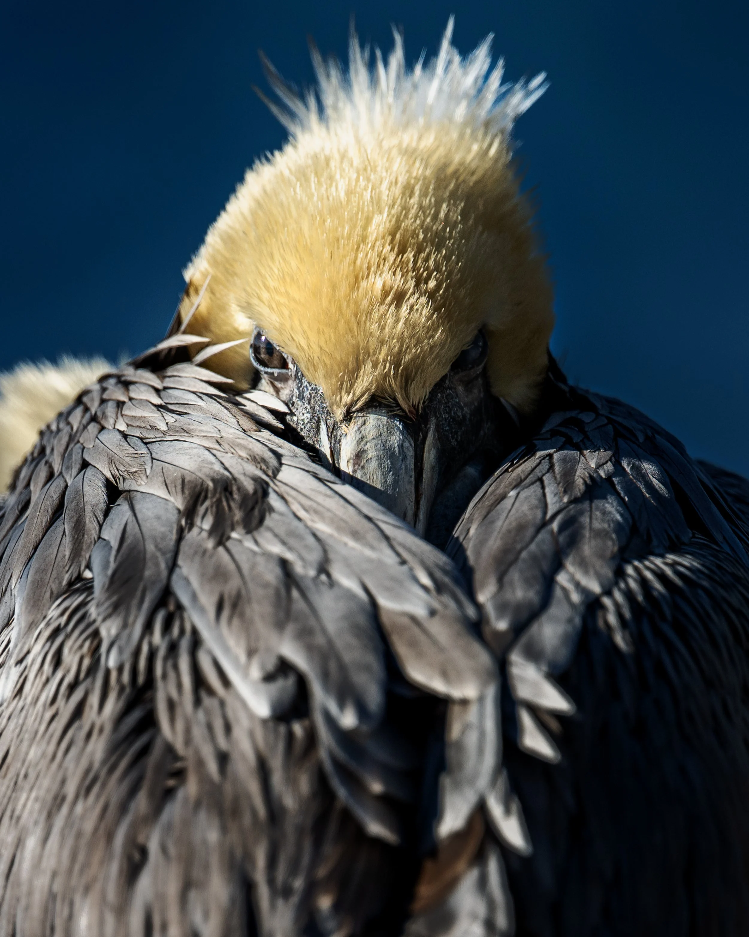 Close-up portrait of a brown pelican on a cold winter morning in Brunswick County, North Carolina.