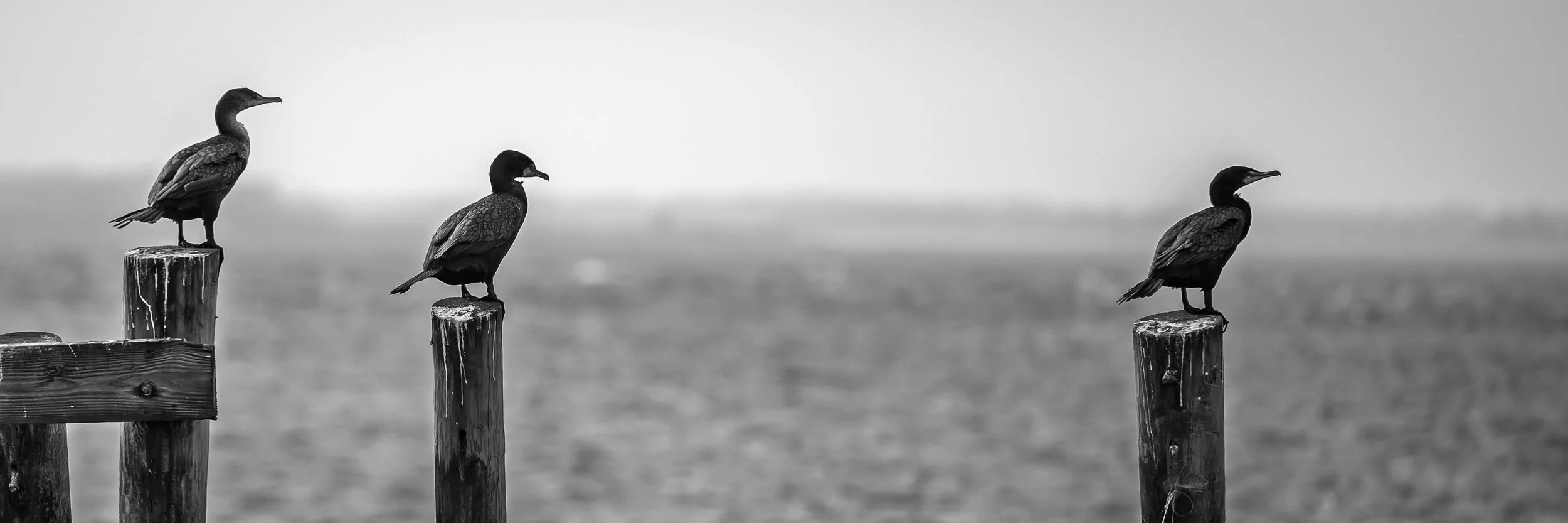_DSC1031aaa.jpg