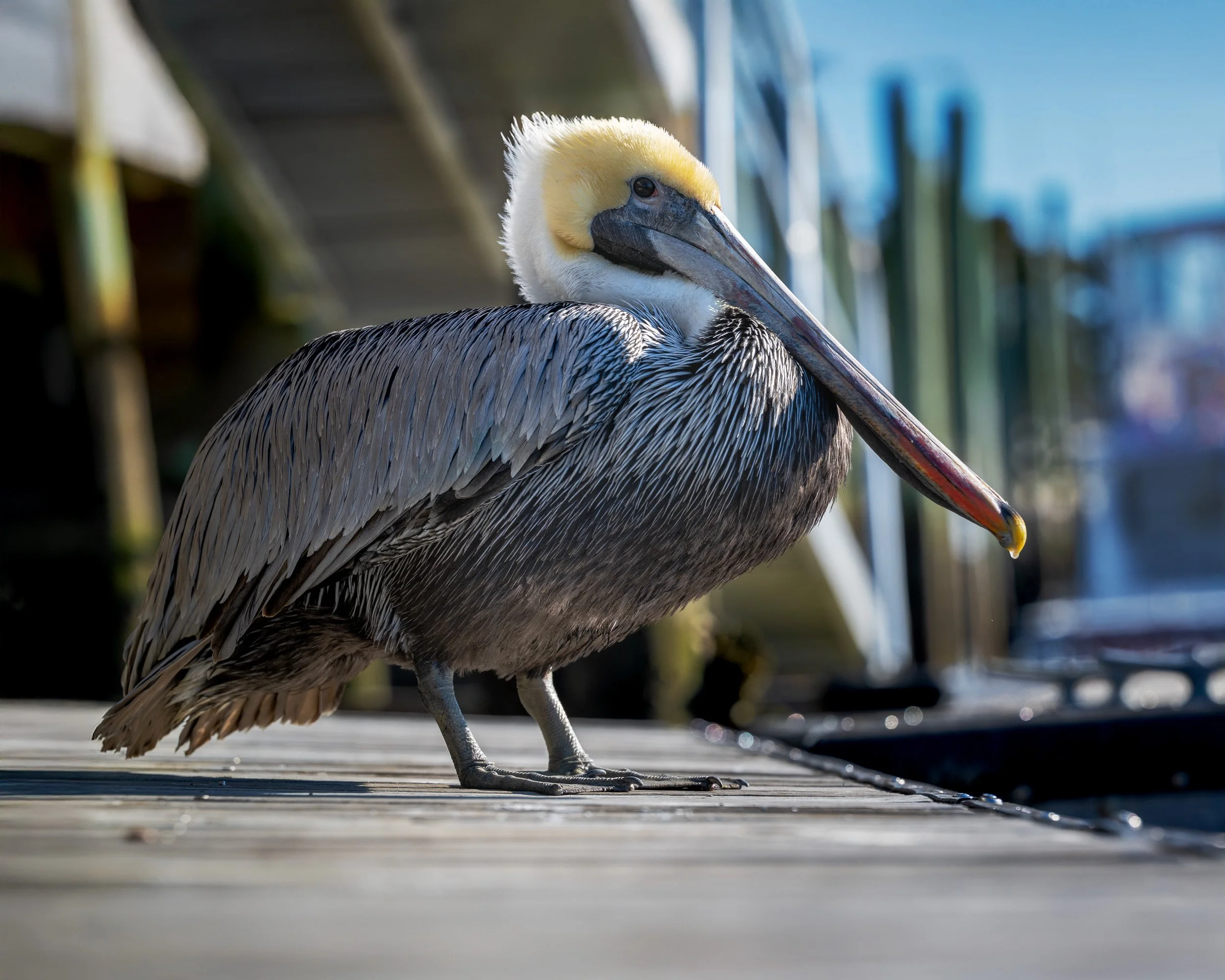 Dockside Sentinel.jpg