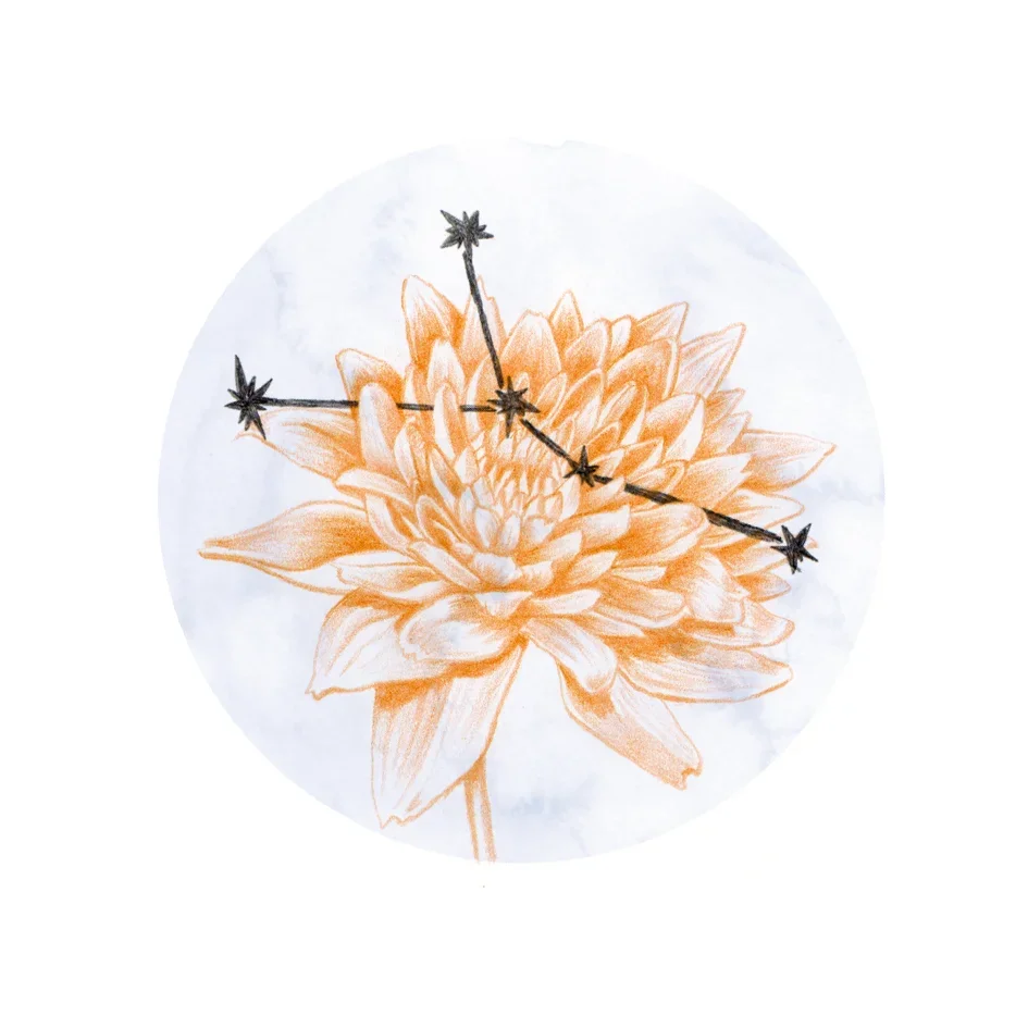 Kreeft+-+Chrysant.webp