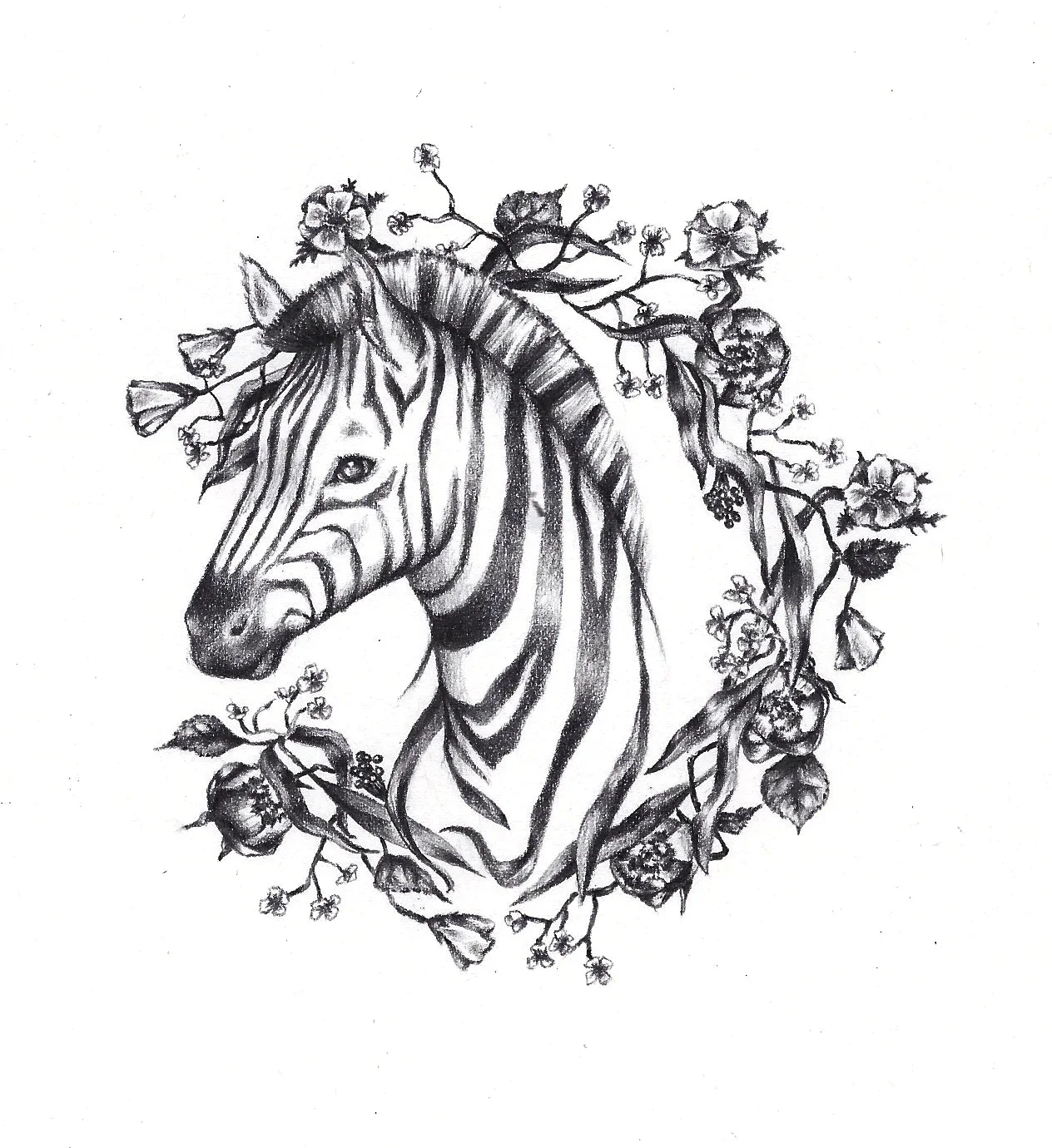 zebra.webp