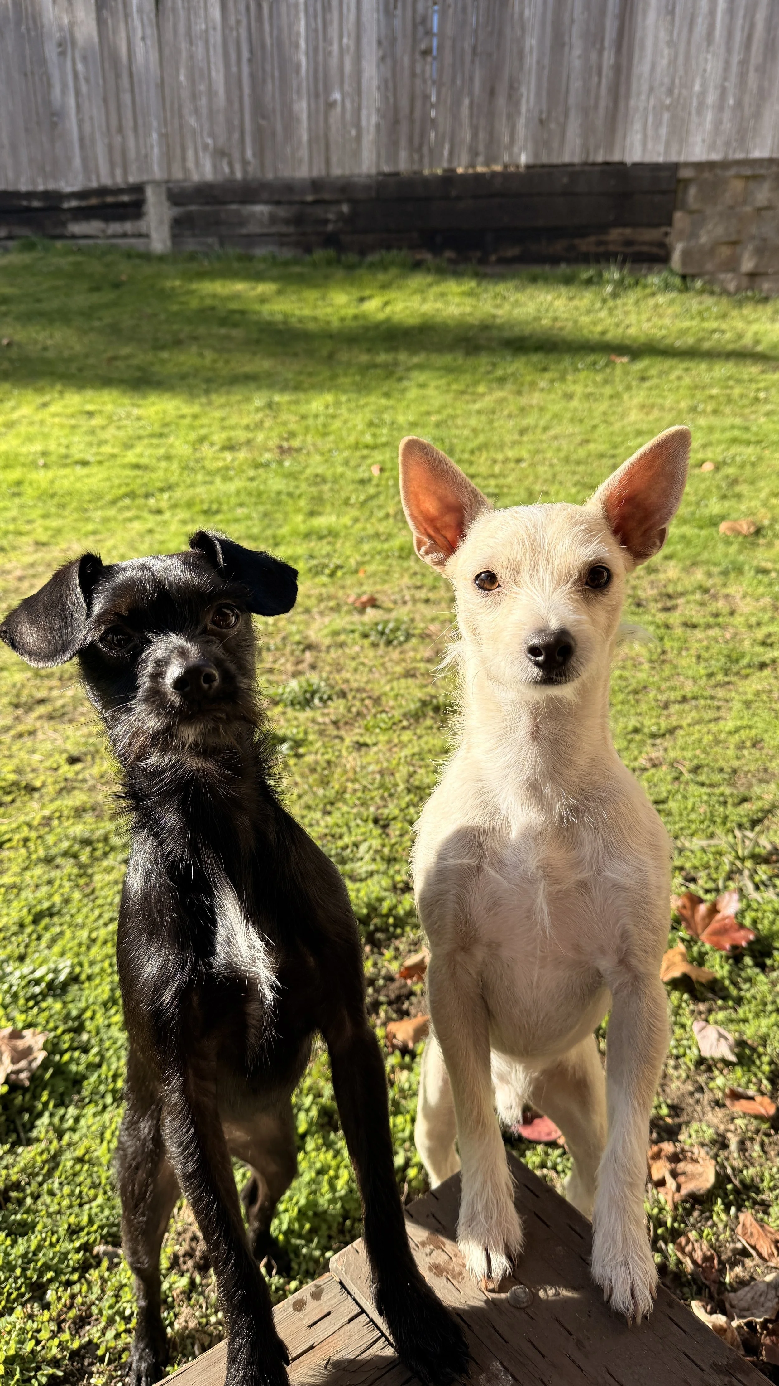 The Dupuy& Co. office dogs and official marketing assistants standing outside.