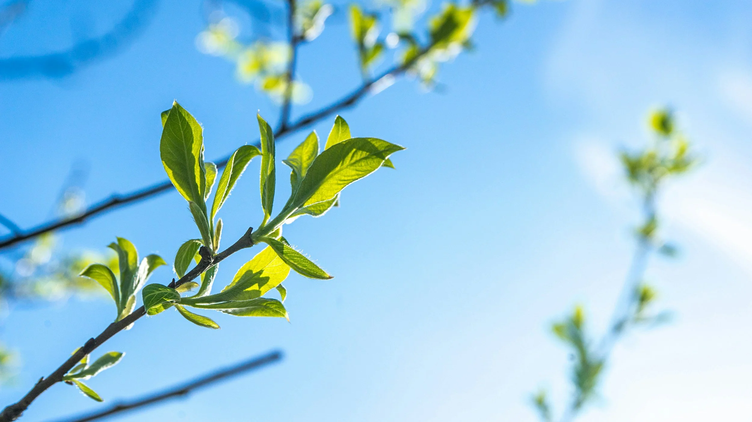 Close-up of green leaves on a branch with a clear blue sky in the background.