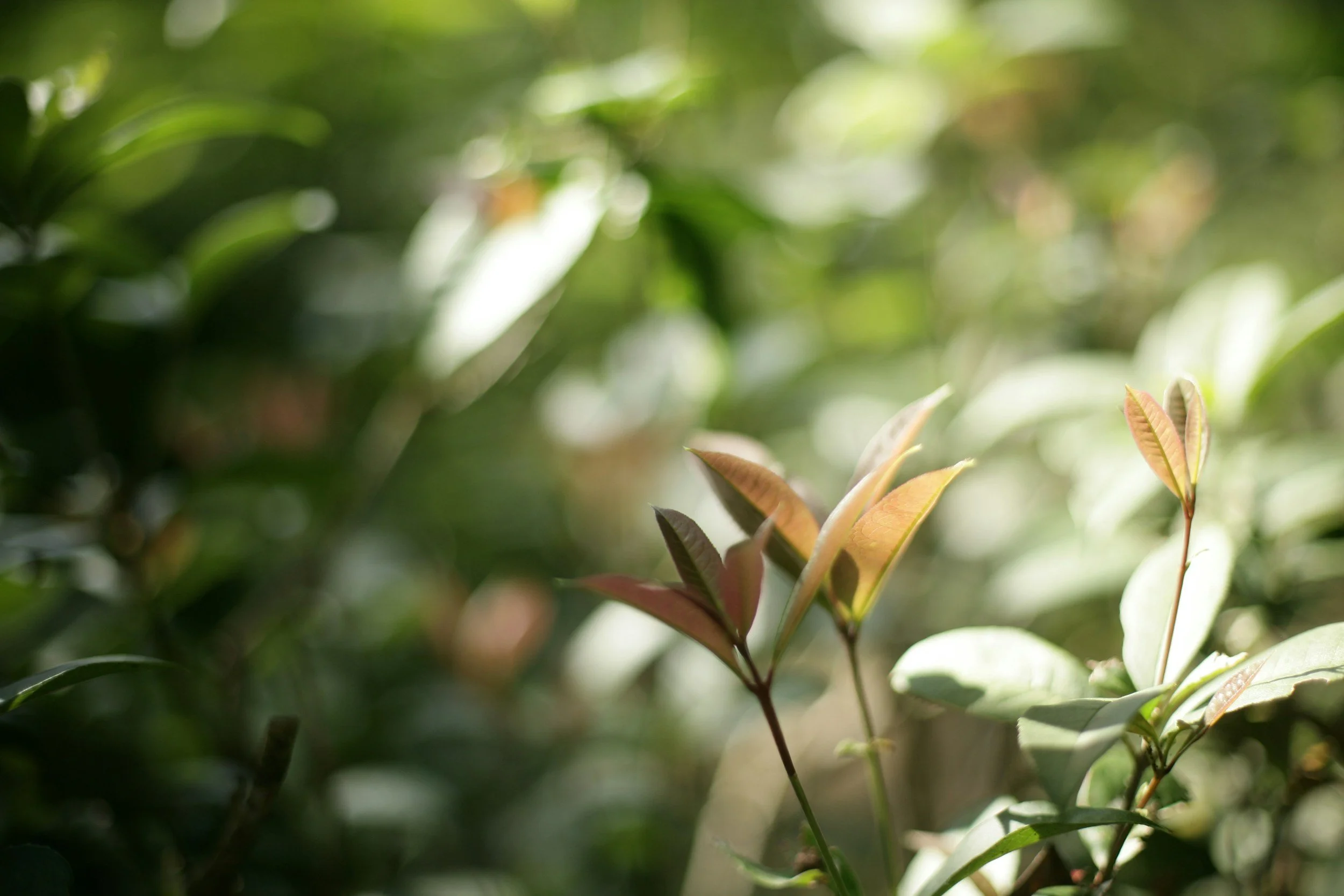 Close-up of green and reddish leaves on a plant with blurred background.