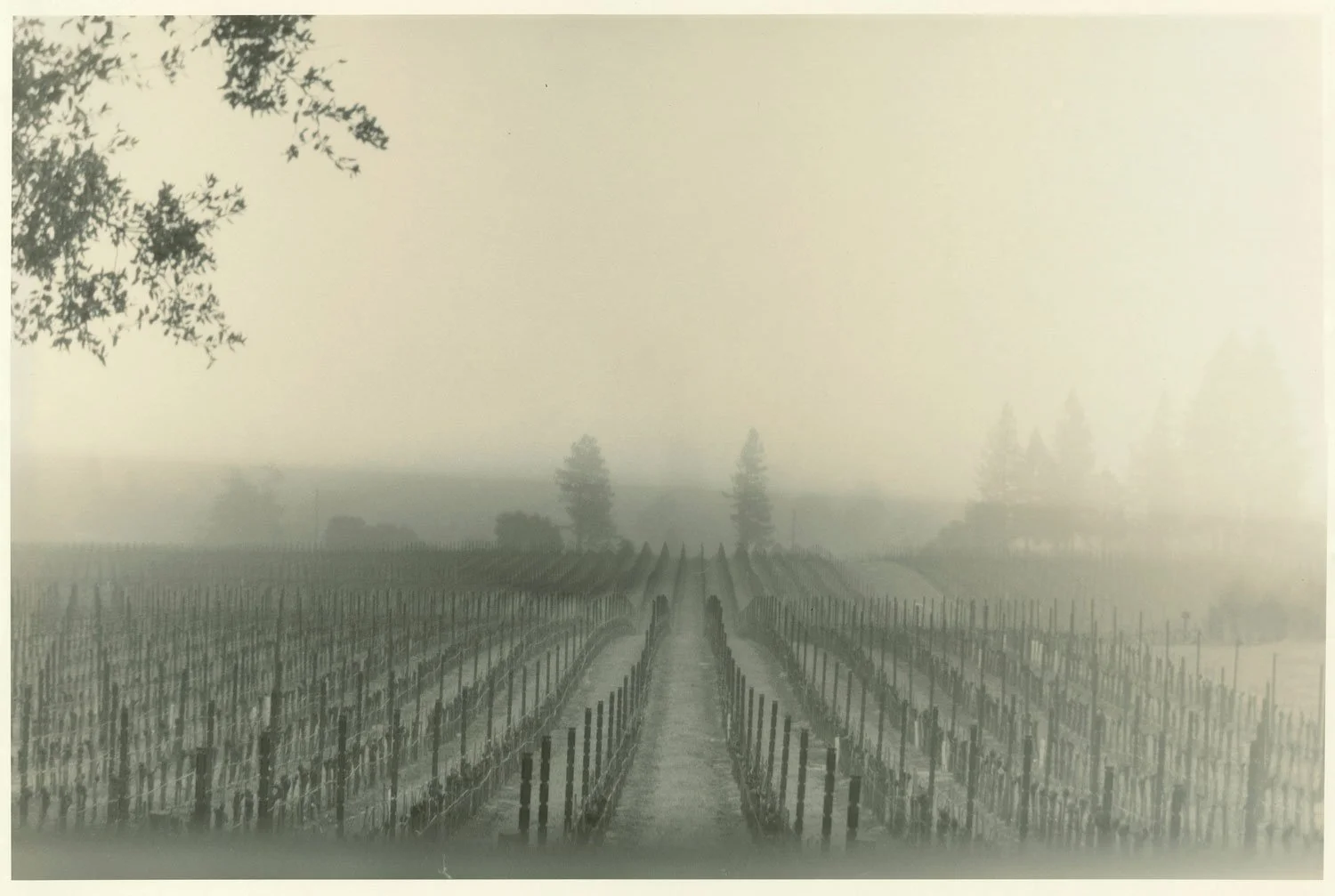 Water and Dreams: “Emeritus Vineyards in the Rain” (Copy) (Copy) (Copy)