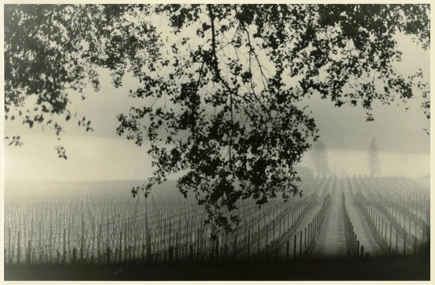 16-Robin-Dintiman-Vineyards-with-Rains.jpg