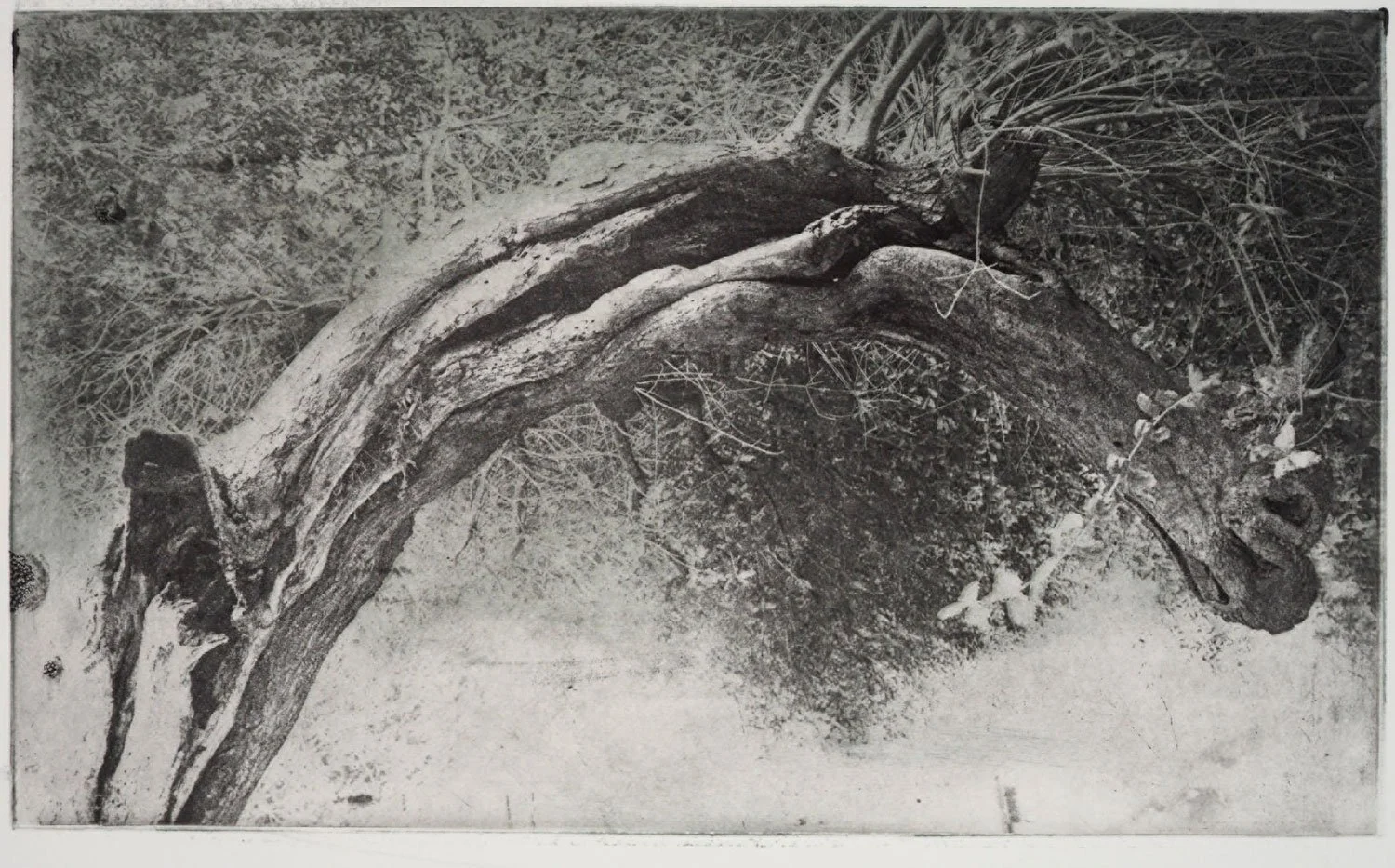 21-Robin-Dintiman-Dorlands-Leaning-Oak.jpg