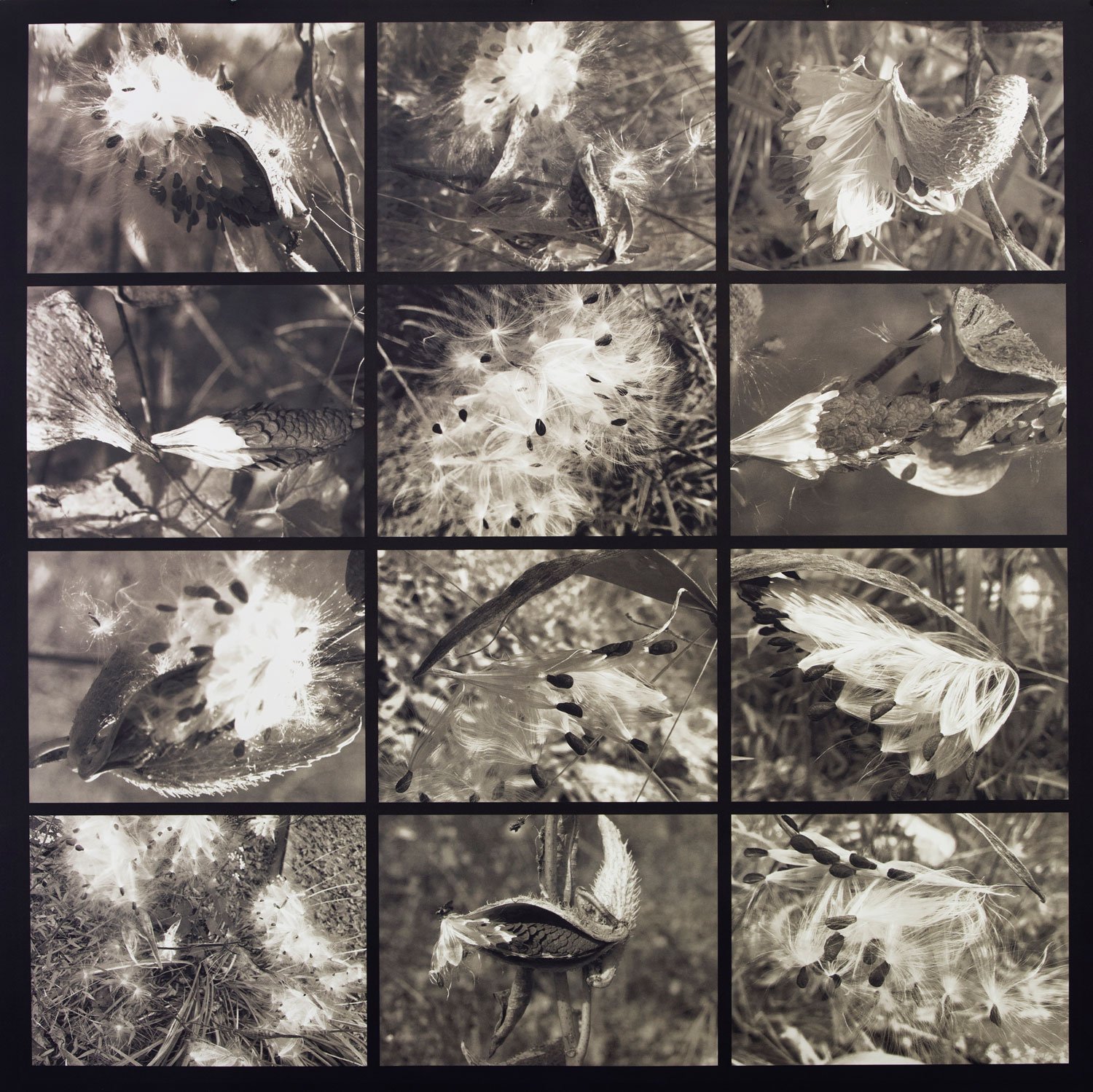 24-Robin-Dintiman-Pods-of-Life.jpg