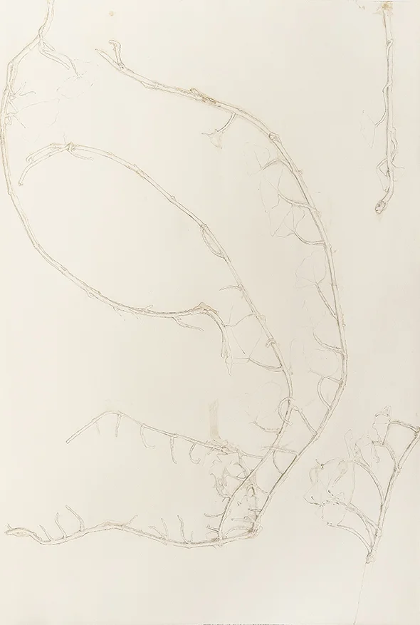 Transformation of Ivy's Heliotrope #5