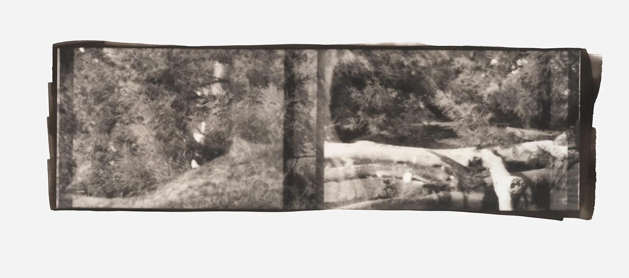 Duality-Trees laying Down.jpg