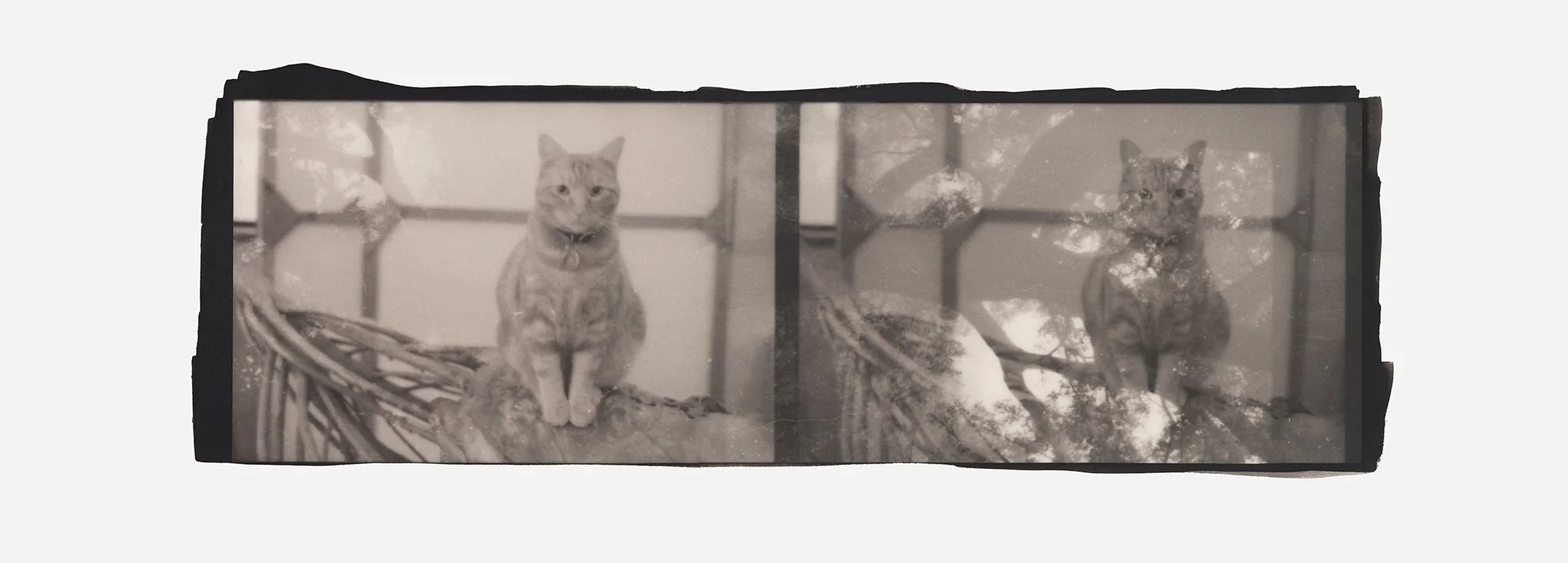Duality-Rac Slider Cat.jpg