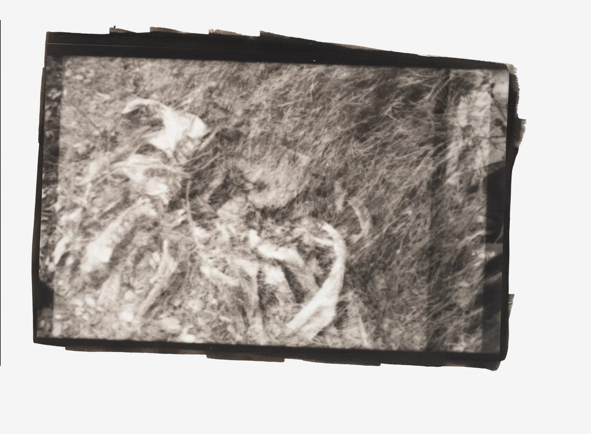 Duality-Centruy-with-Bones.jpg