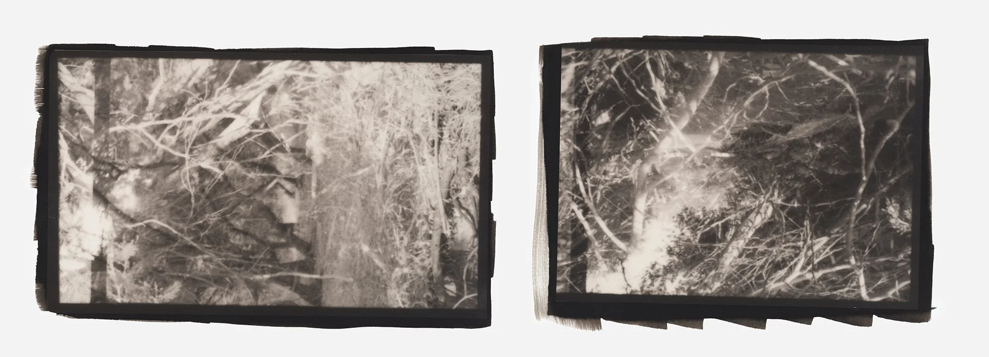 Duality- Trees_.jpg