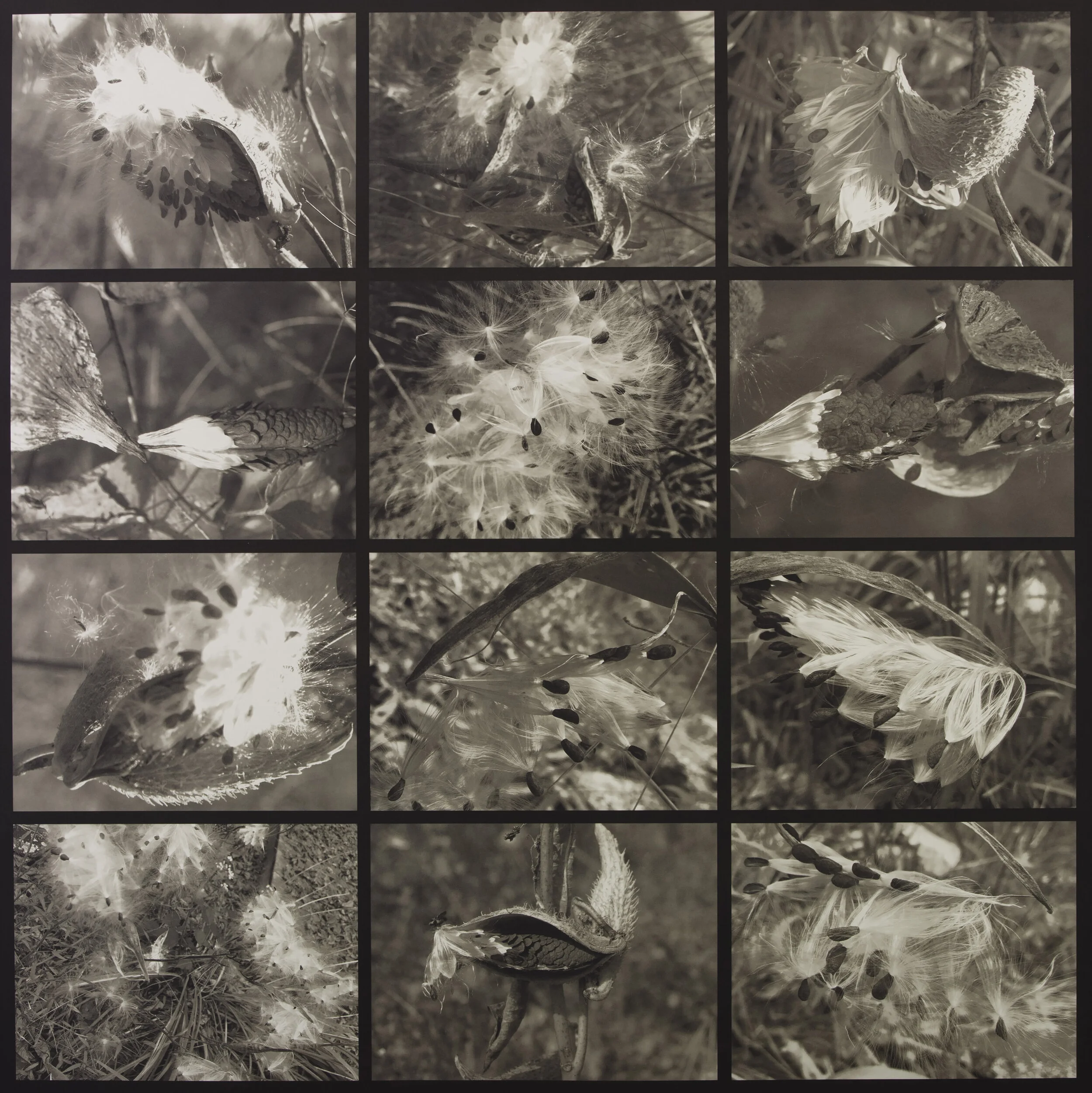 “Pods of Life”, Palladium, 42”W x 44”L