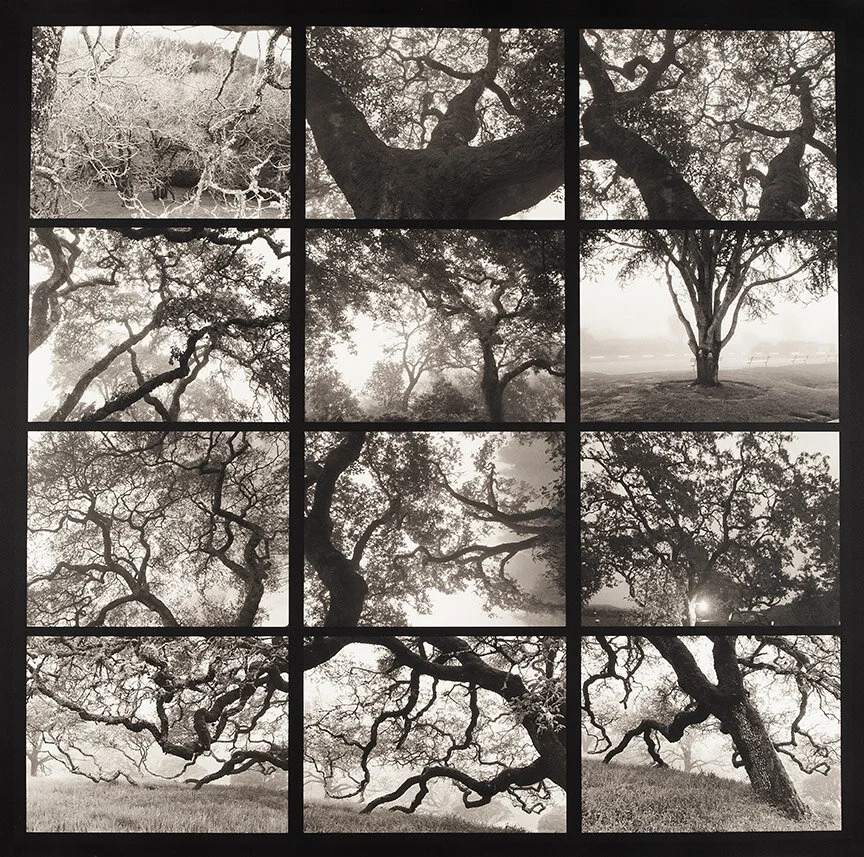 “Annadelle Oaks” by Robin Dintiman, named Best in Show of the Allegany National Photography Competition &amp; Exhibition @ Allegany Arts Council in April 2019