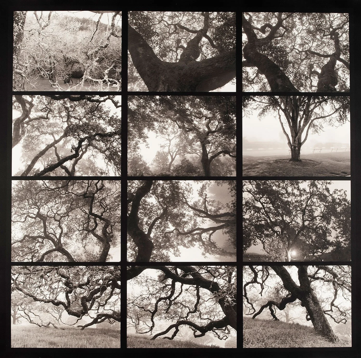 Tree Palladiums