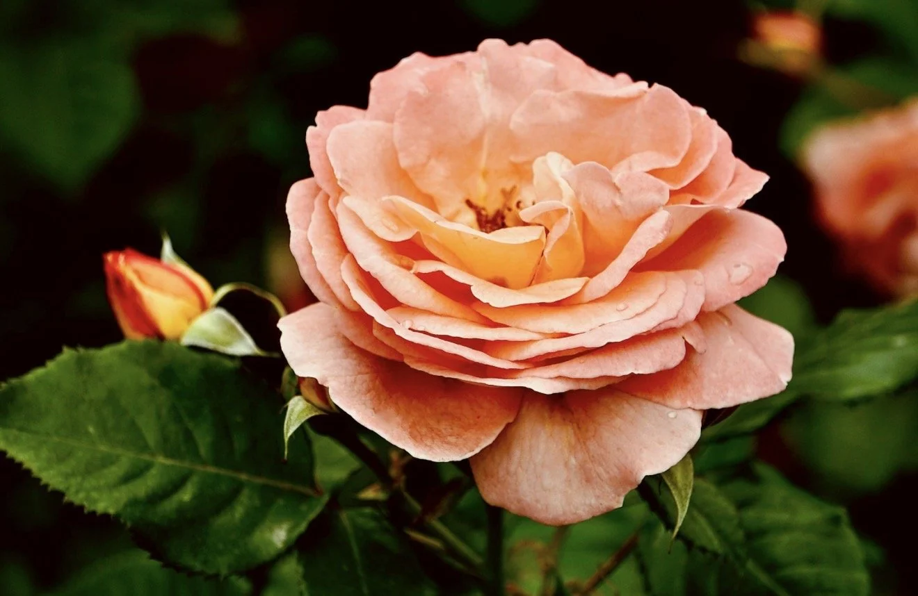 rose