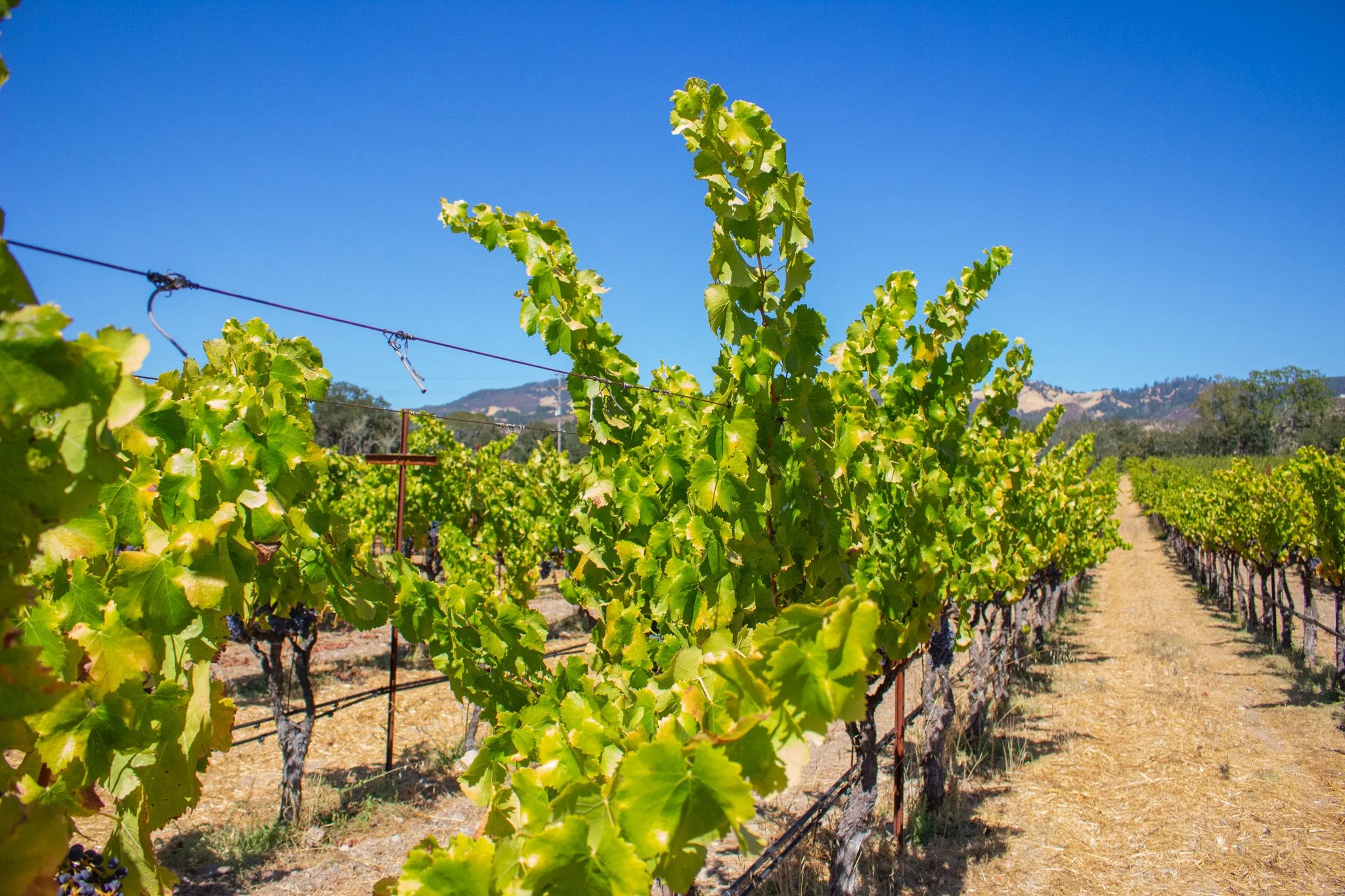Vineyard with green grapevines supported by wire, under a clear blue sky and distant hills.