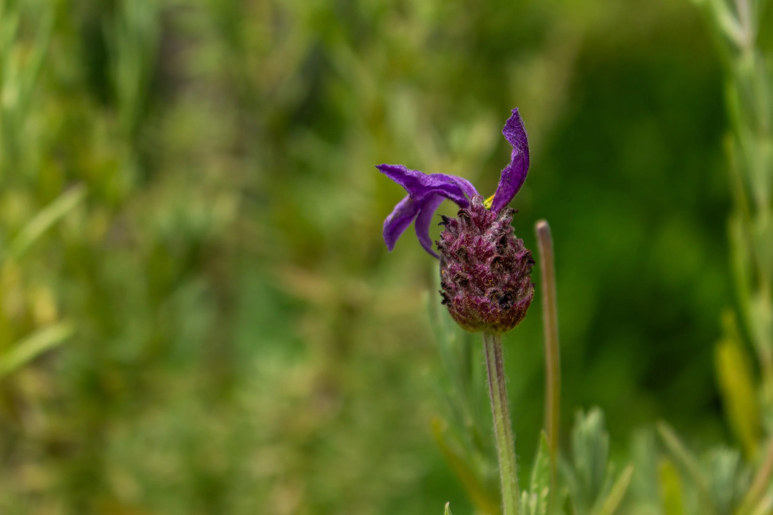 Close-up of a purple wildflower with a blurred green background.