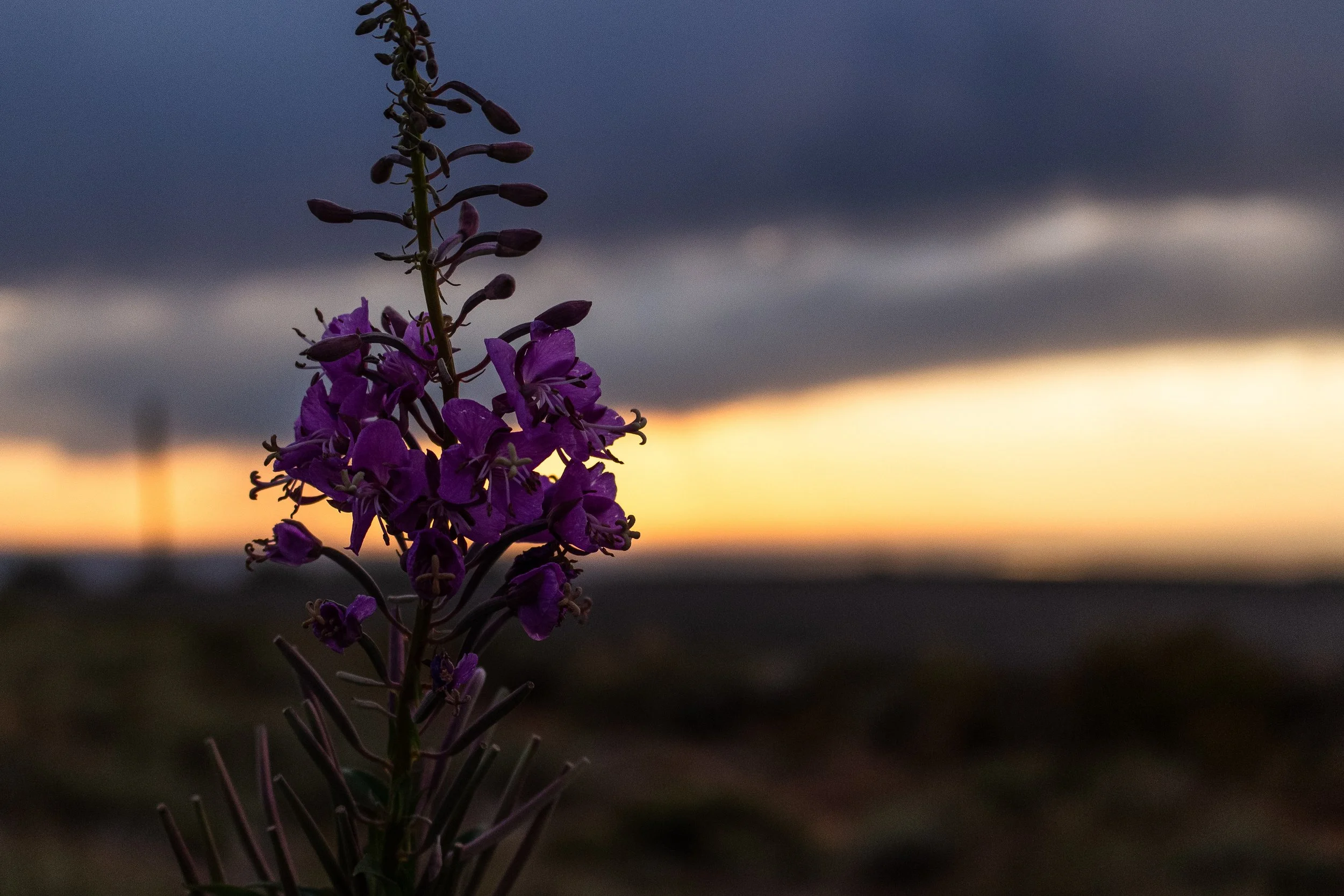 A purple flower in front of a sunset sky with dark clouds.