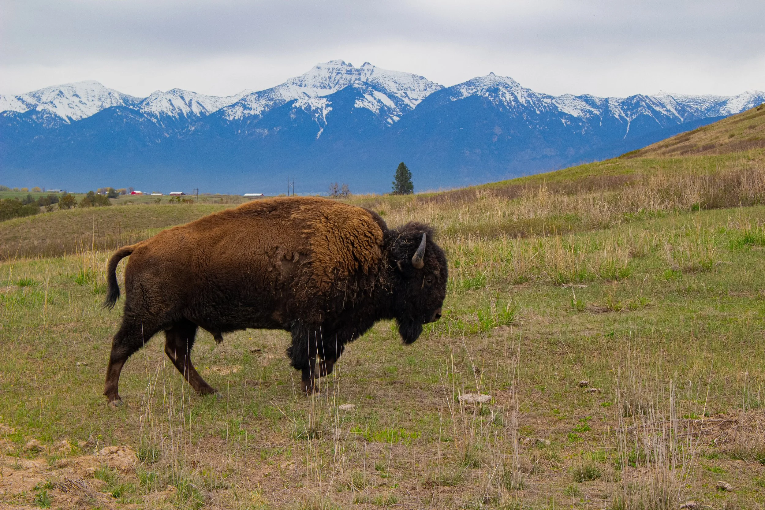 A bison grazing in a grassy field with snow-capped mountains in the background under an overcast sky.
