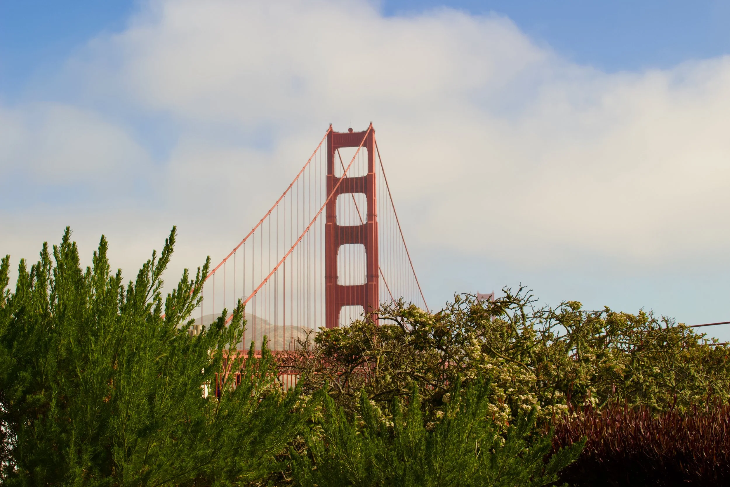 Golden Gate Bridge partially visible behind green foliage and flowering bushes with a blue sky and clouds in the background.