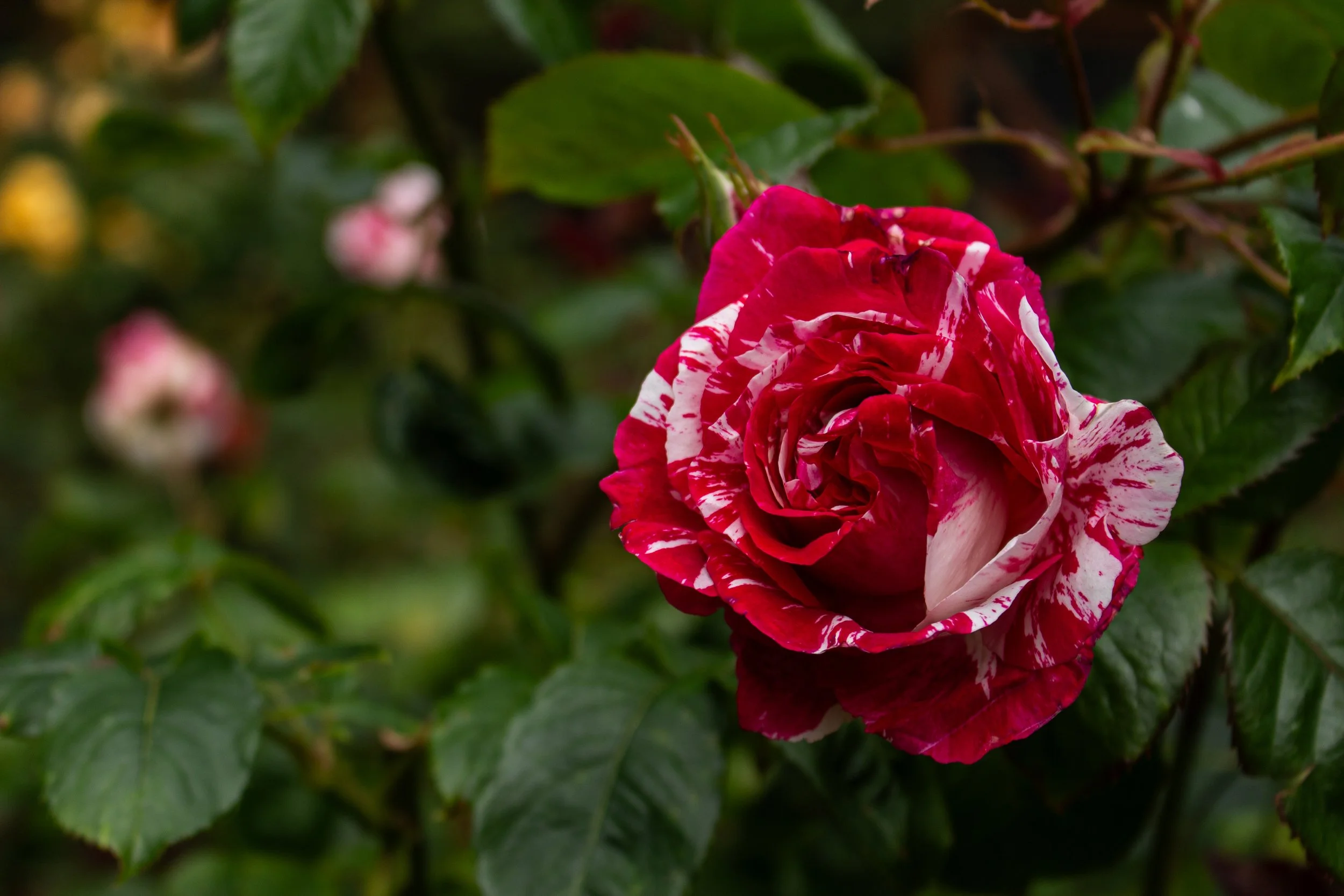A close-up of a pink and white variegated rose amid green leaves.