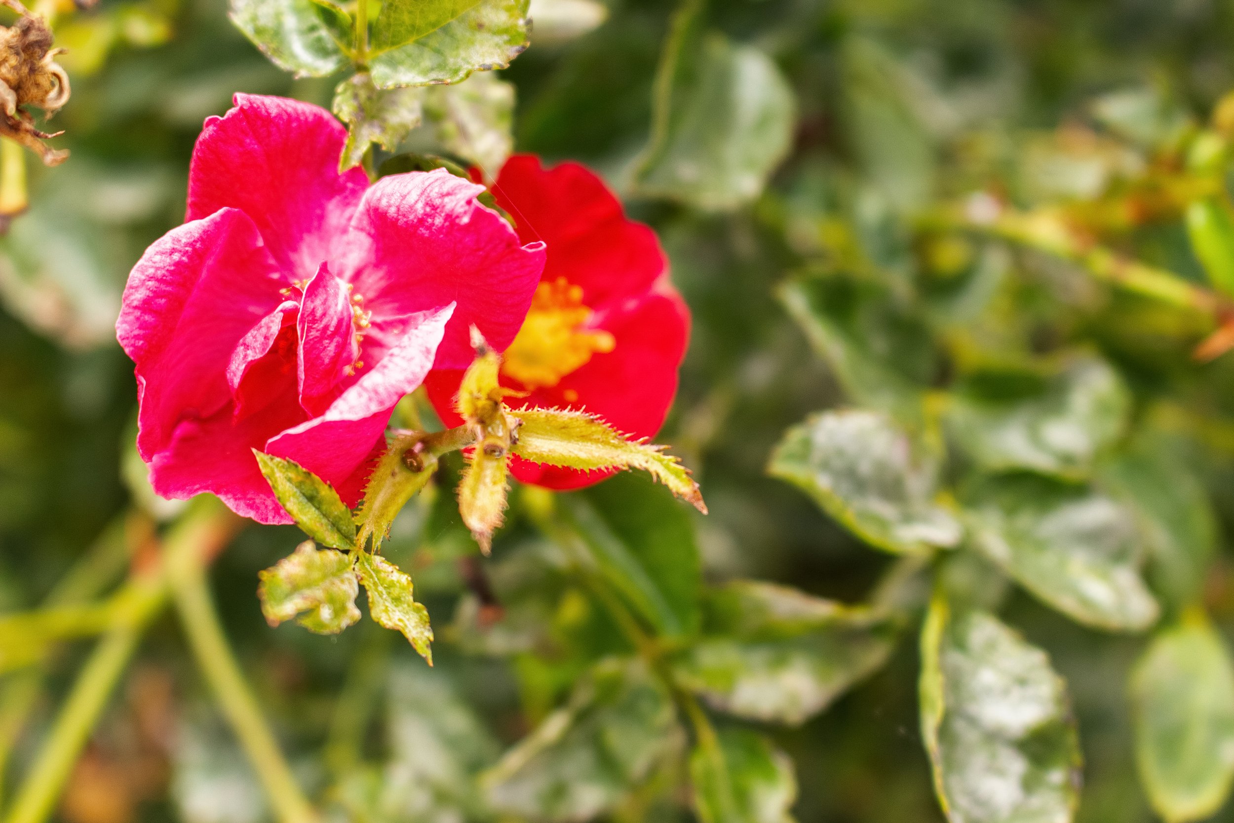 Close-up of bright pink and orange flowers with green foliage in the background.
