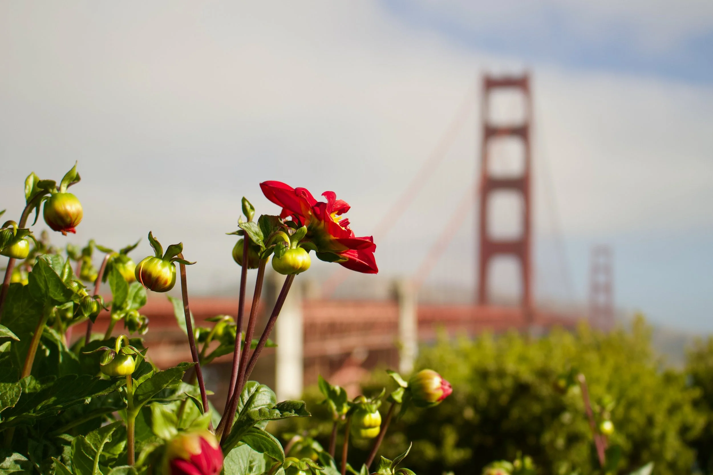 Red flower with green buds in the foreground, Golden Gate Bridge in the background during daytime with a partly cloudy sky.