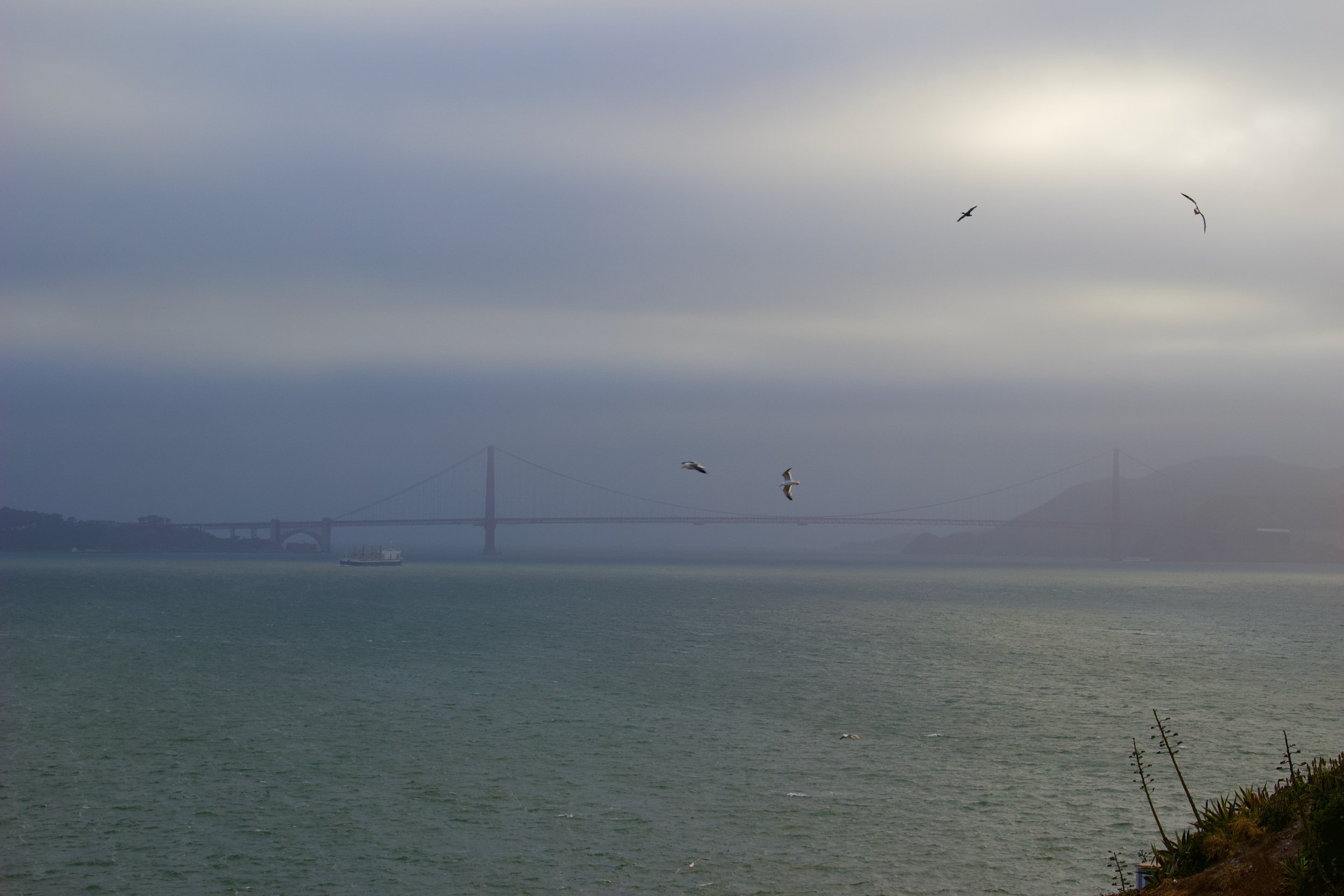 Overcast sky over water with seagulls flying and a bridge in the background, possibly the Golden Gate Bridge in San Francisco.