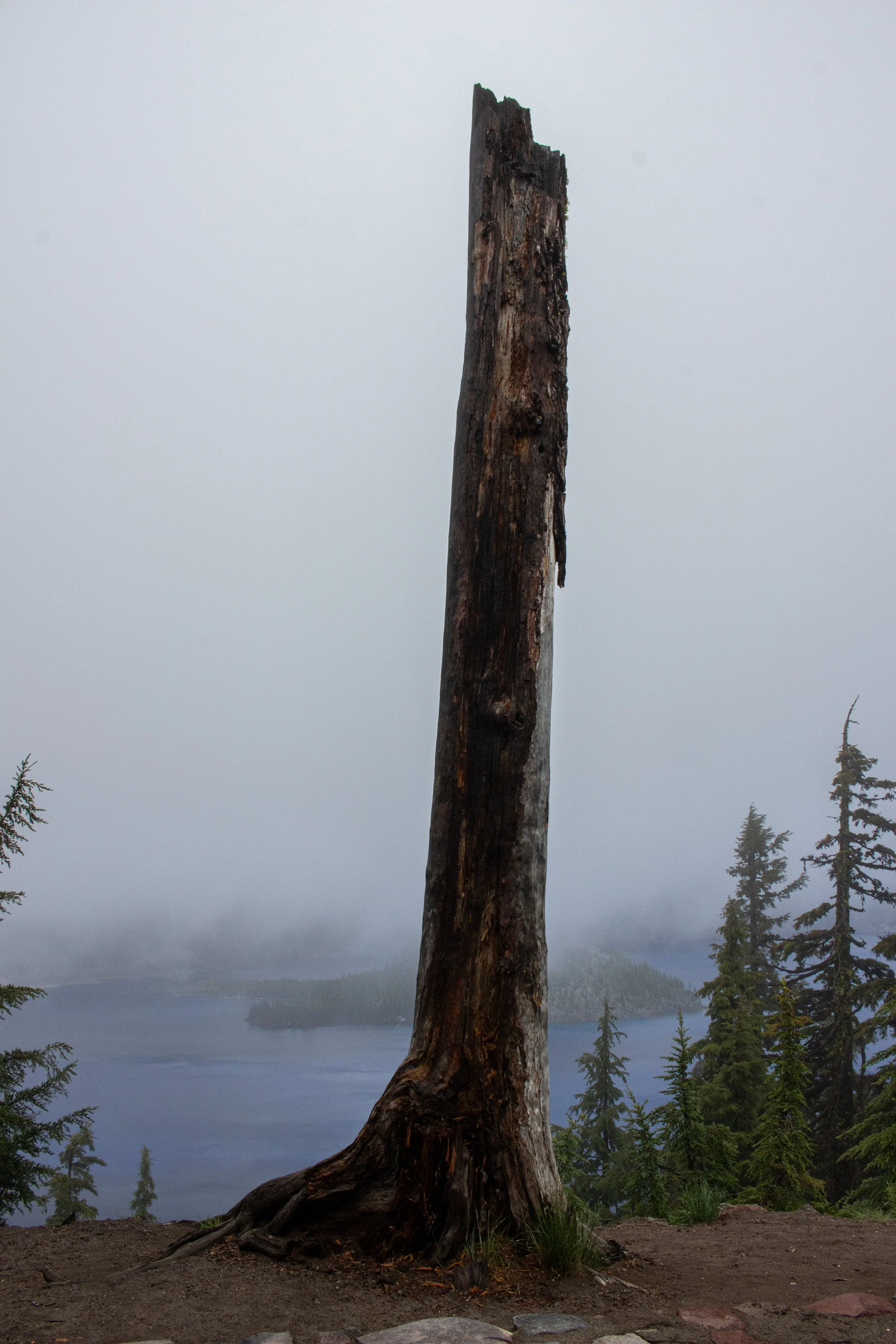 A tall, weathered tree trunk with a wide root system in a natural outdoor setting. The background features a foggy landscape with water, hills, and pine trees.