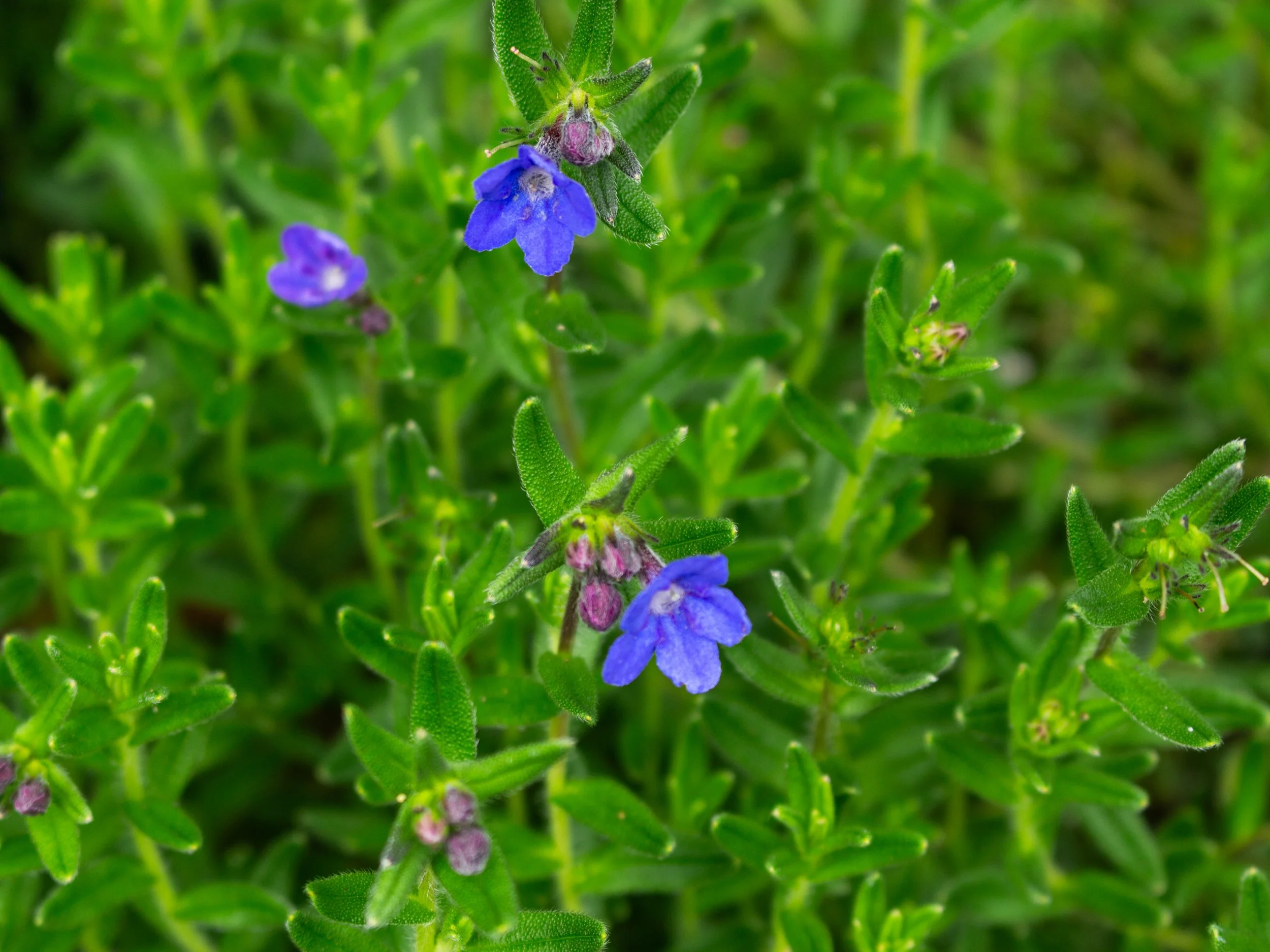 A close-up of purple and pink flowers with green leaves and stems.