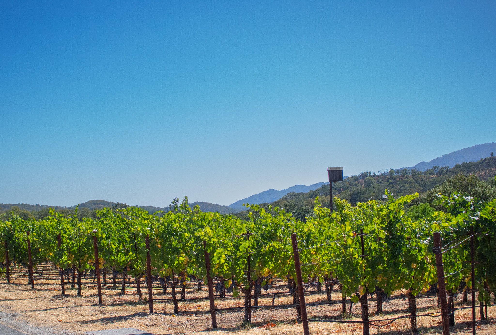A vineyard with rows of grapevines, hills in the background, and a clear blue sky.