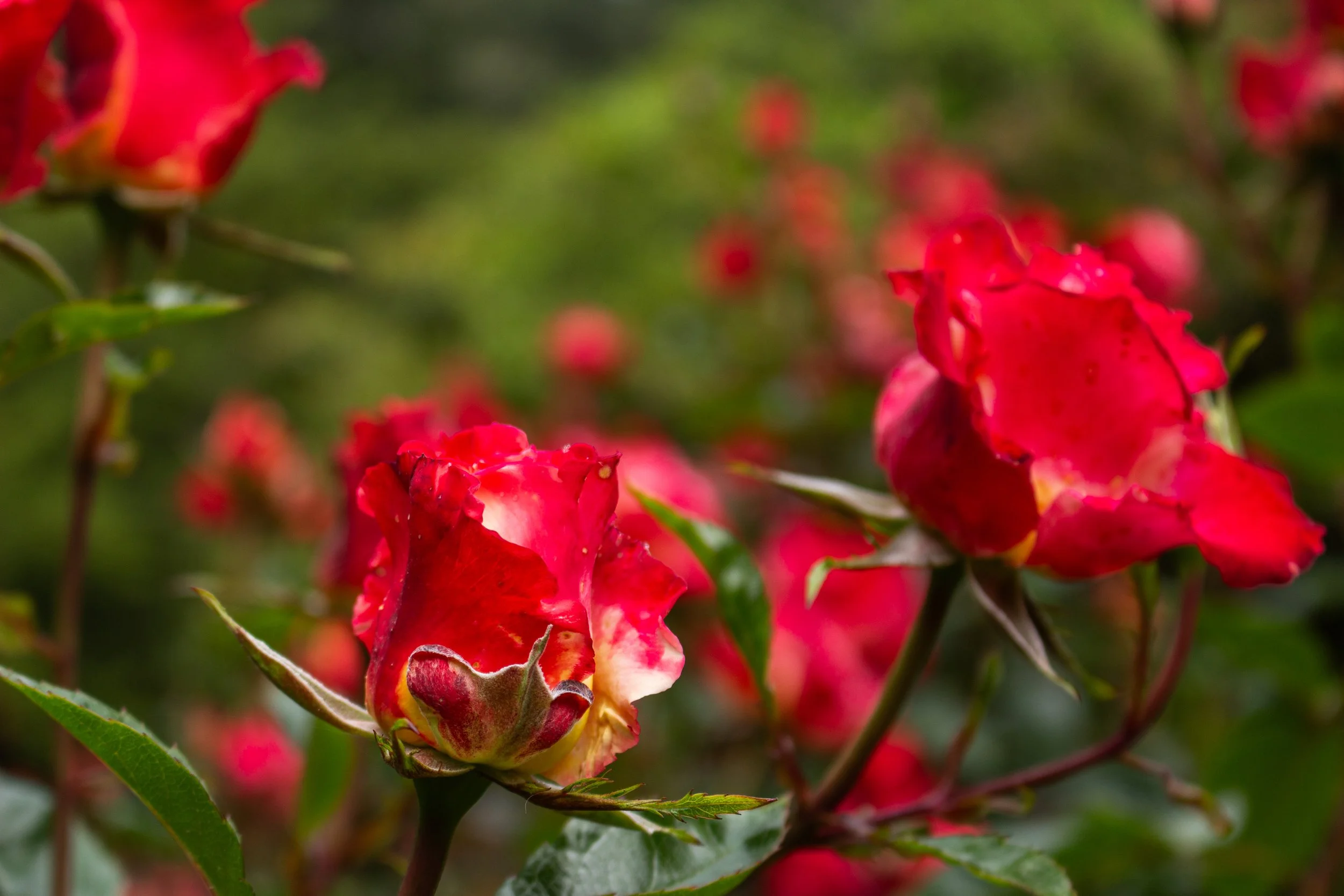 Red and pink roses with green leaves on bush, close-up, outdoor