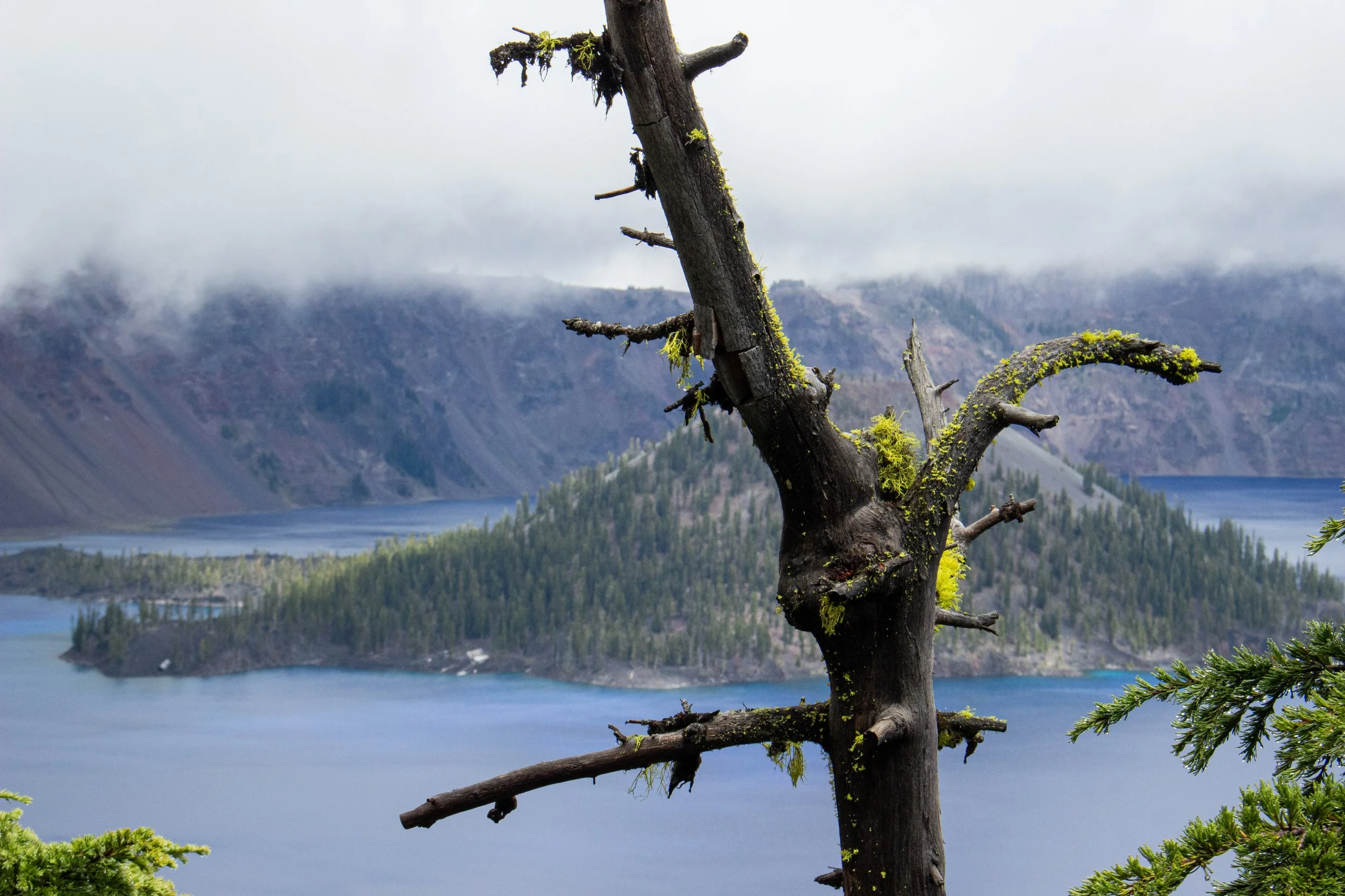 A weathered, dead tree with moss and lichen growing on its branches, standing in front of a scenic landscape with a body of water, forested hills, and mountains in the background, under a cloudy sky.