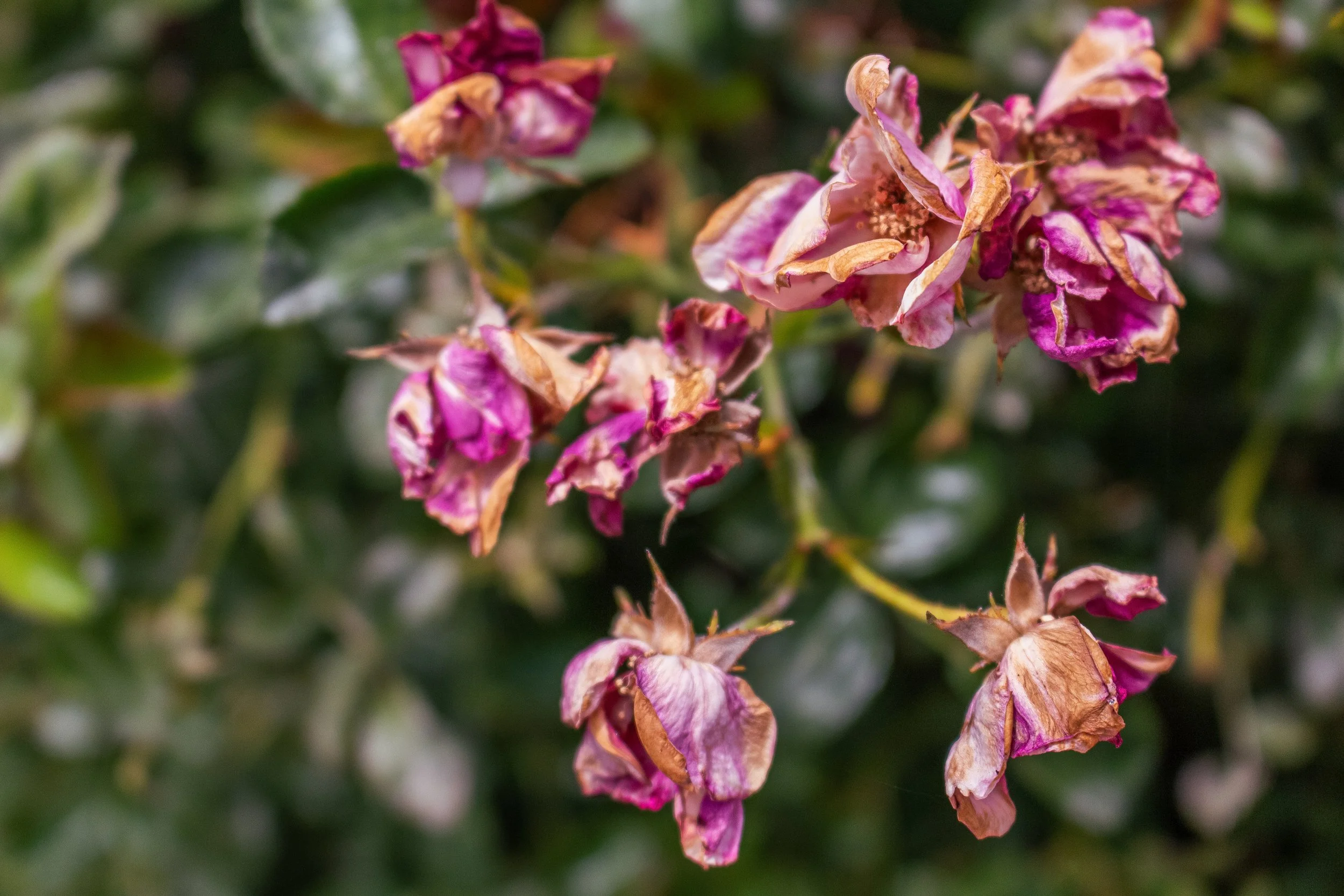 Close-up of wilted pink and brown roses on a bush.