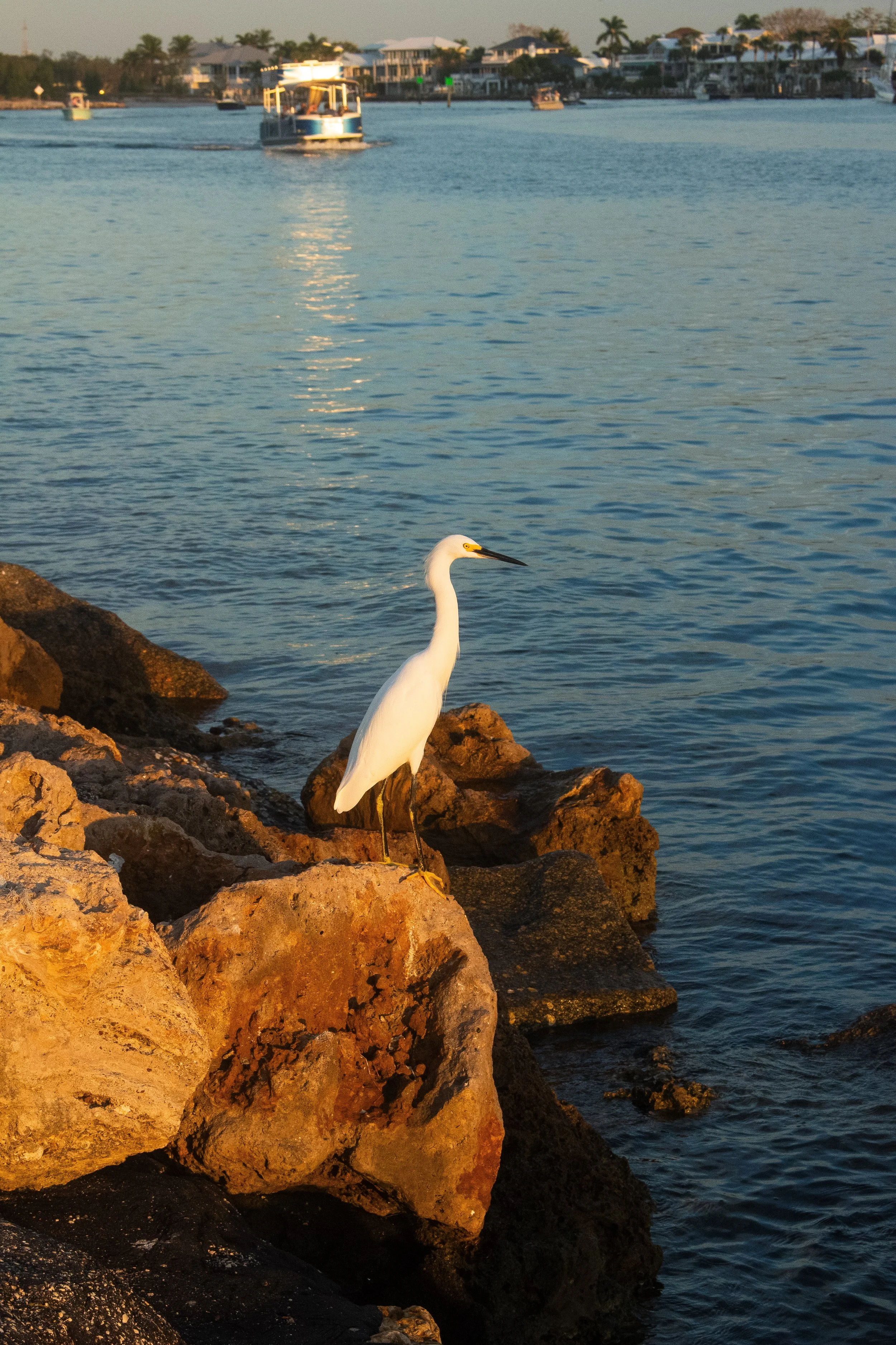 A white heron stands on rocks by a body of water, with boats and houses along the shoreline in the background.