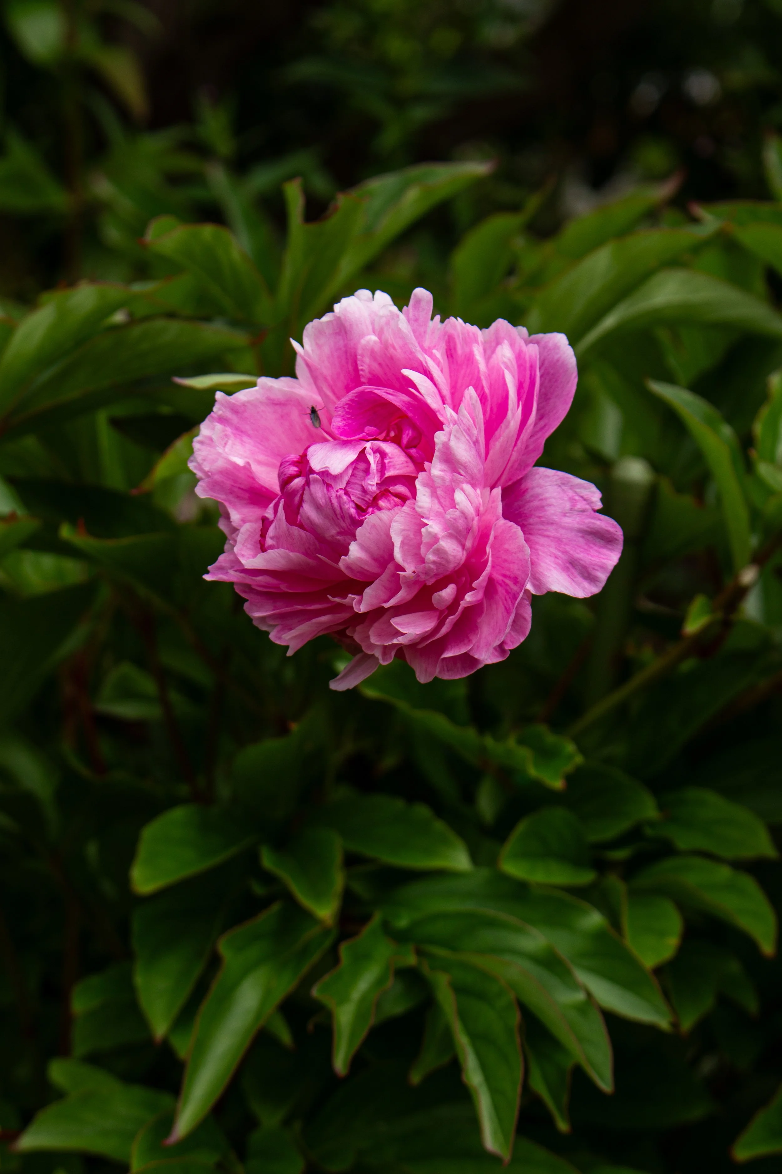 A pink flower with multiple ruffled petals surrounded by green leaves.