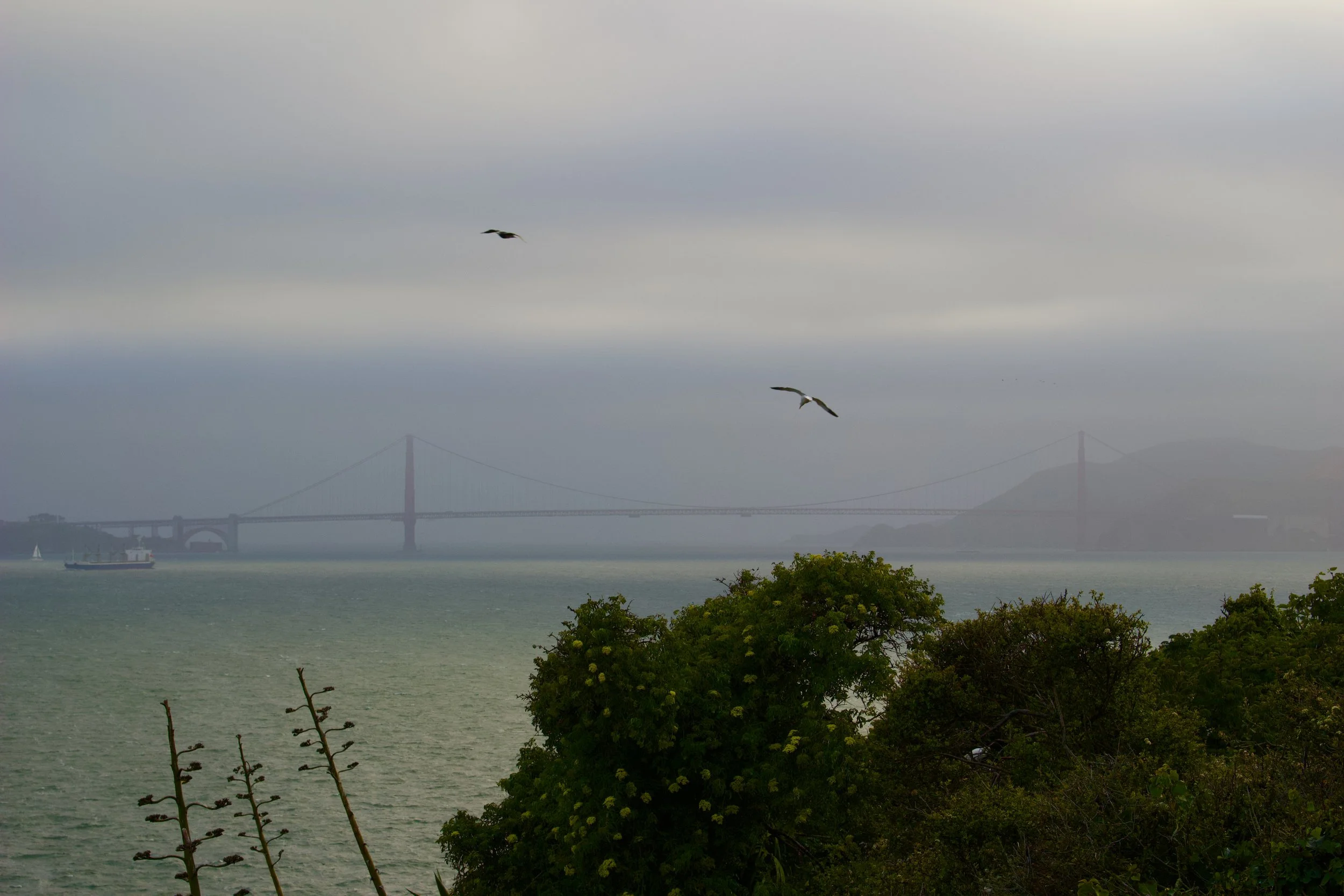 A foggy view of the San Francisco Bay with the Golden Gate Bridge partially obscured in the distance. Two seagulls fly over trees and water in the foreground. A cargo ship sails on the bay.