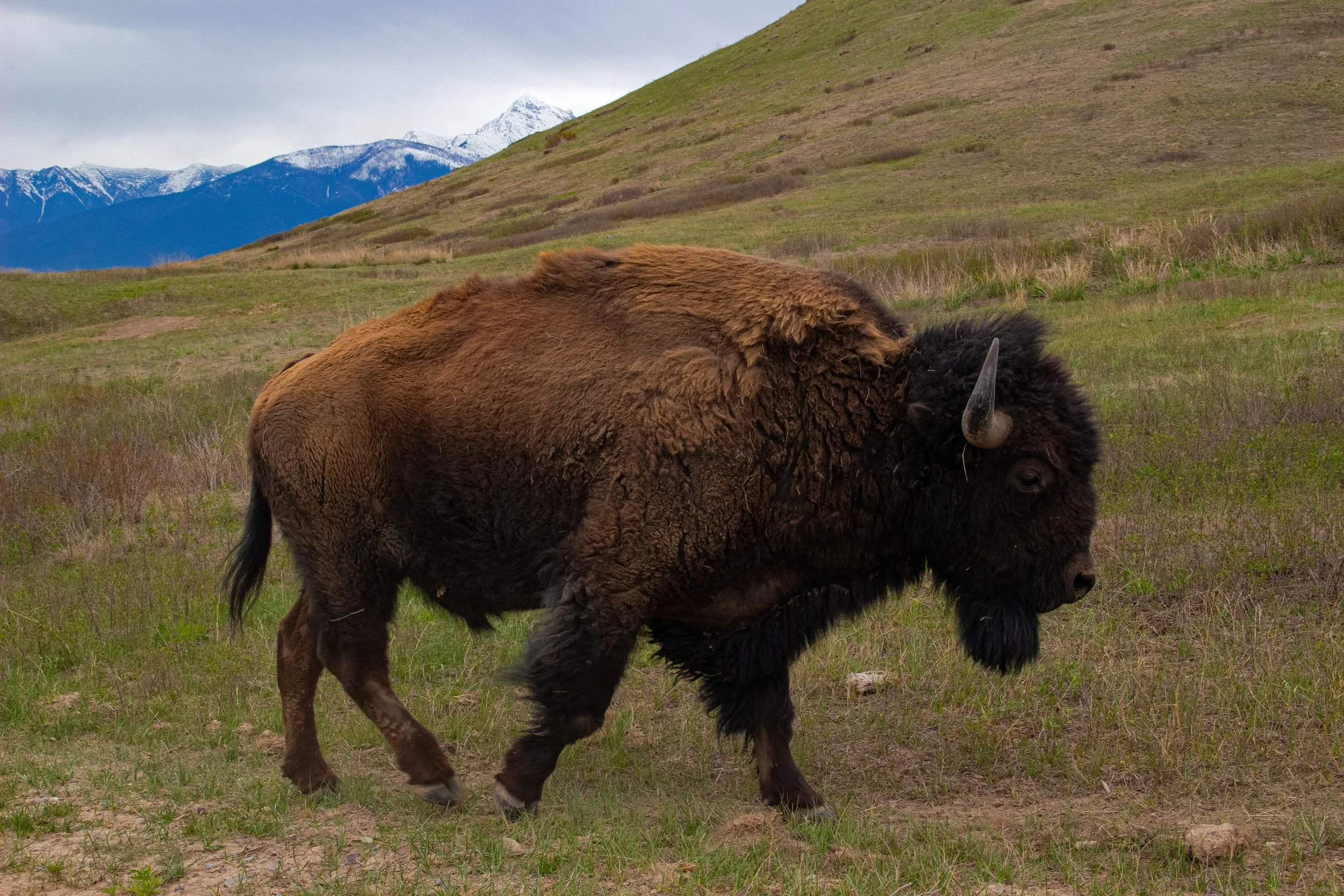 A bison grazing on grass in a mountainous landscape with snow-capped peaks in the background.