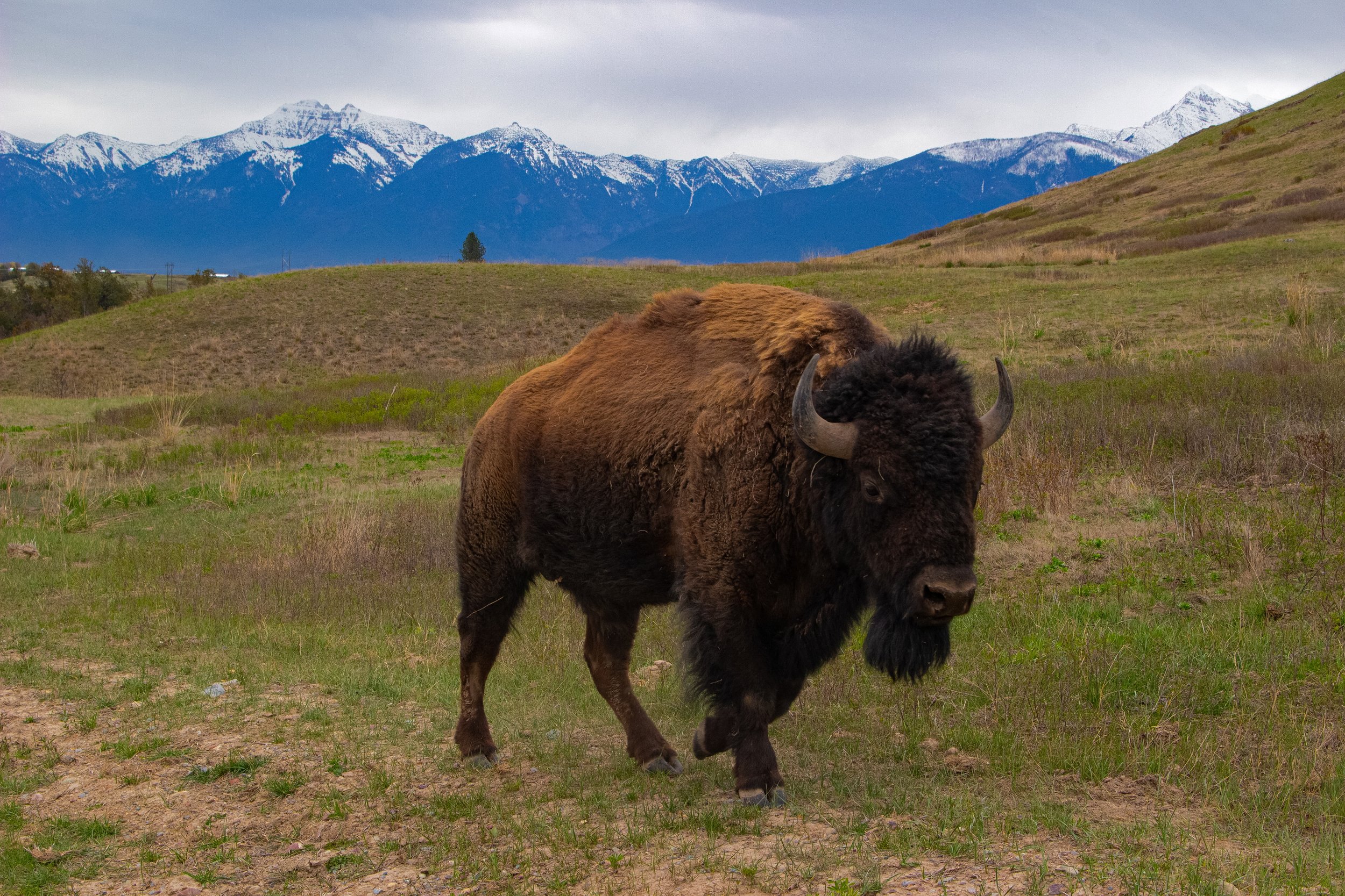 A bison walking across a grassy field with mountains in the background under cloudy skies.